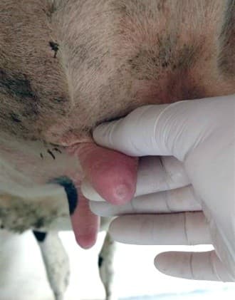 Witte ringen kunnen het begin zijn van hyperkeratose.