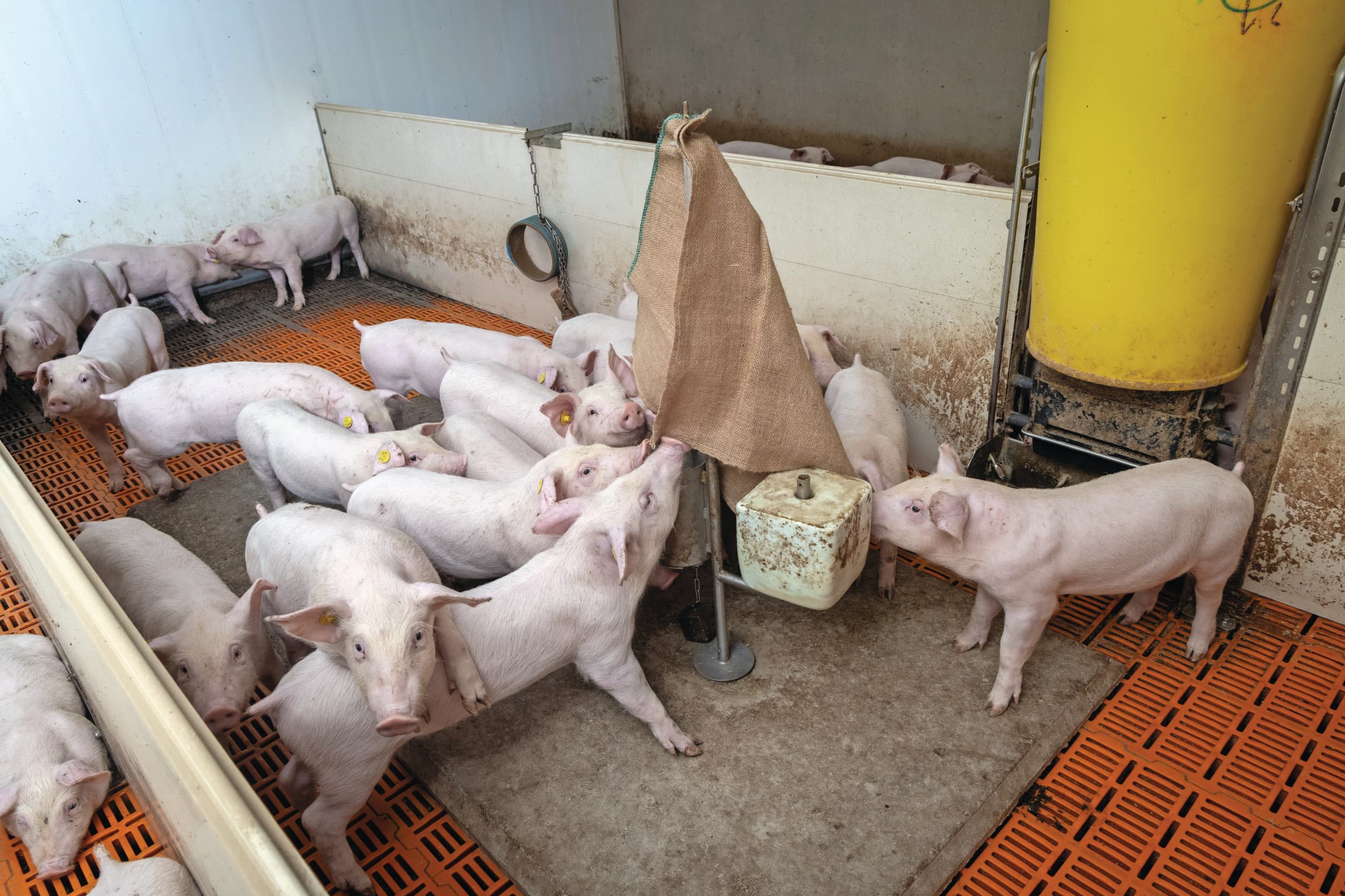 Afleidingsmateriaal in de stal. Foto: Koos Groenewold