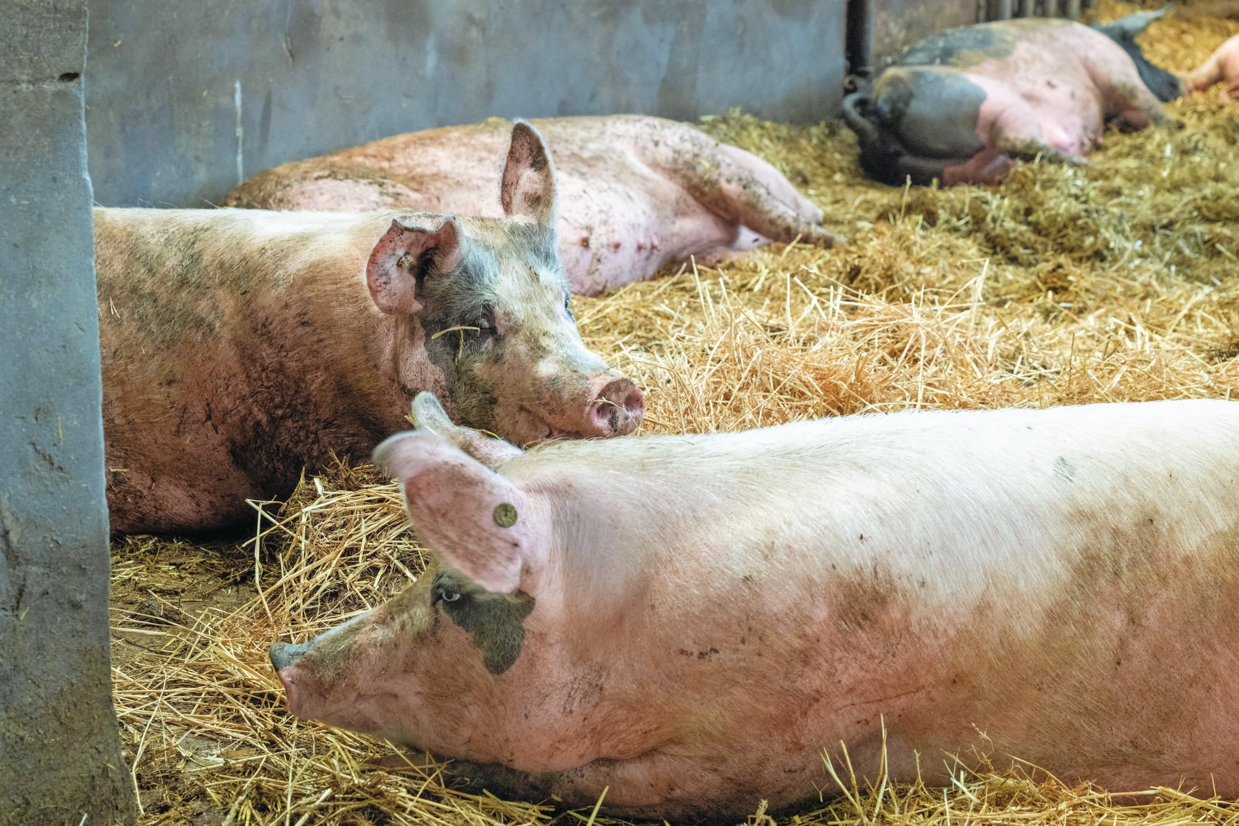 Het vertrouwen in het eigen bedrijf steeg in het derde kwartaal in de pluimveesector met 10 punten, bij varkenshouders zelfs met 12 punten. Foto: Cor Salverius