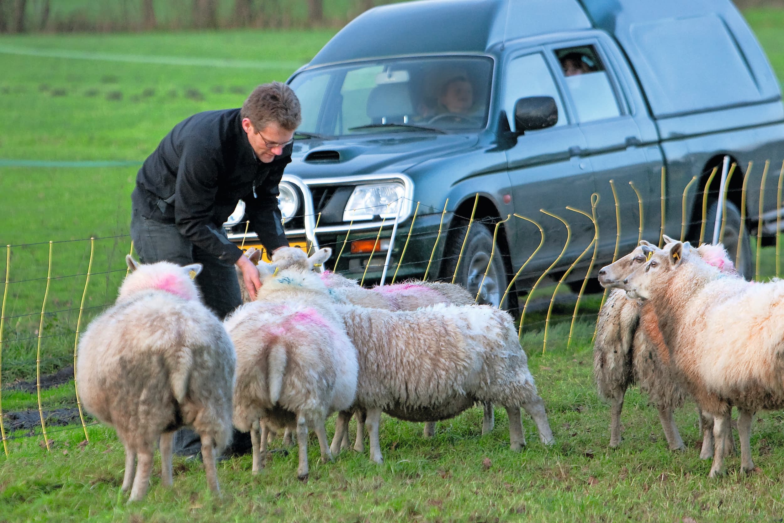 Corney Niemeijer, biologisch melkschapenbedrijf De Bunte. Foto: Ronald Hissink
