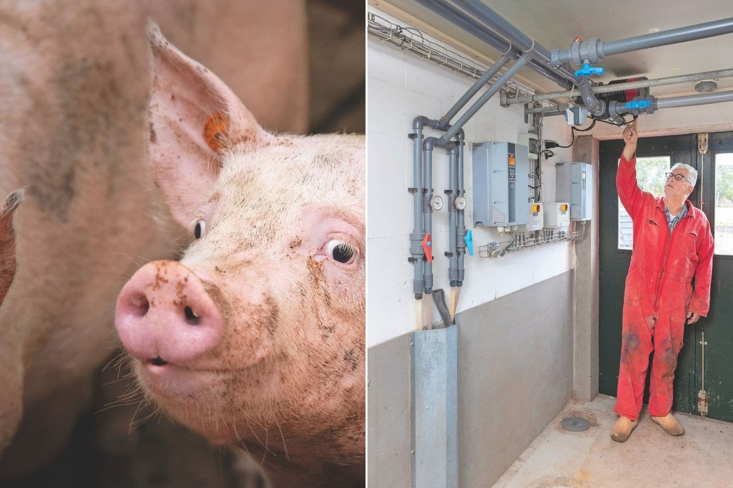 Evert Liefting benut het rondpompsysteem voor het koelen van de vloeren. Hij heeft een bypass op het gesloten watercircuit gezet om gekoeld water uit de grond bij te mengen. Foto’s: Koos Groenewold