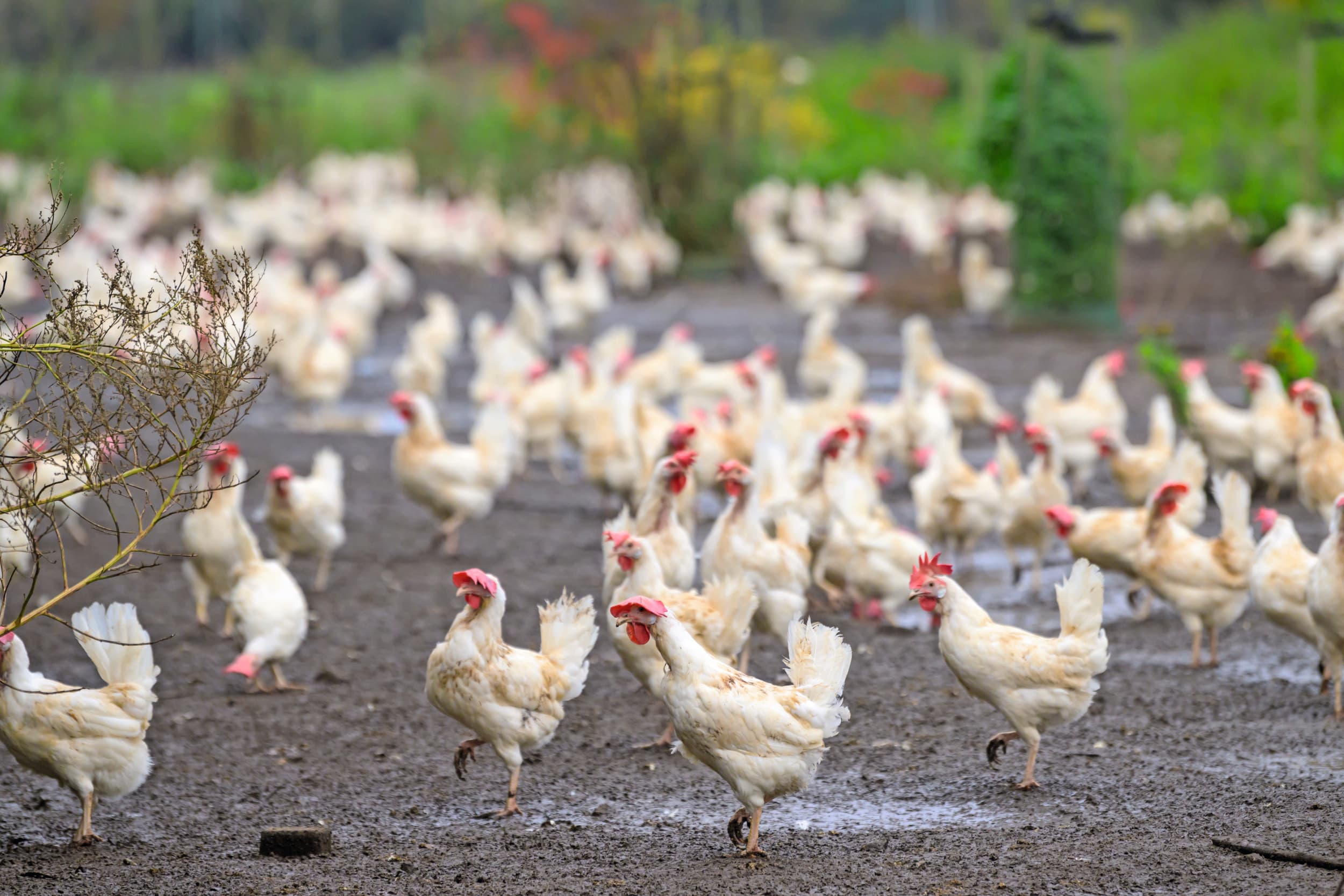 Foto van leghennen ter illustratie, dus niet op het betreffende bedrijf. In de Gelderse Vallei, op een bedrijf in Terschuur, is vogelgriep vastgesteld. Er zijn 62.000 leghennen op het bedrijf geruimd. Foto: Frank Uijlenbroek