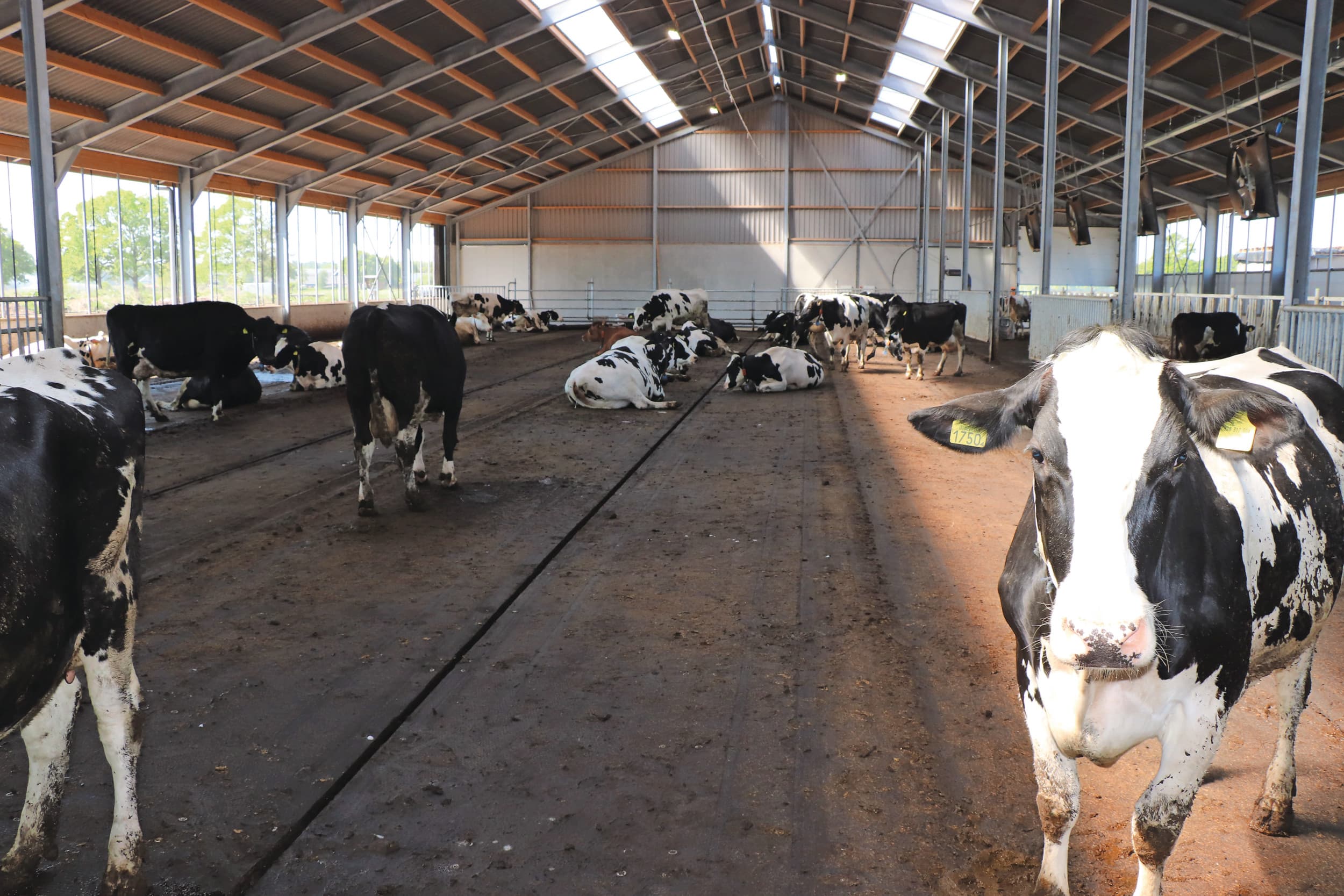 lager celgetal meer melkproductie