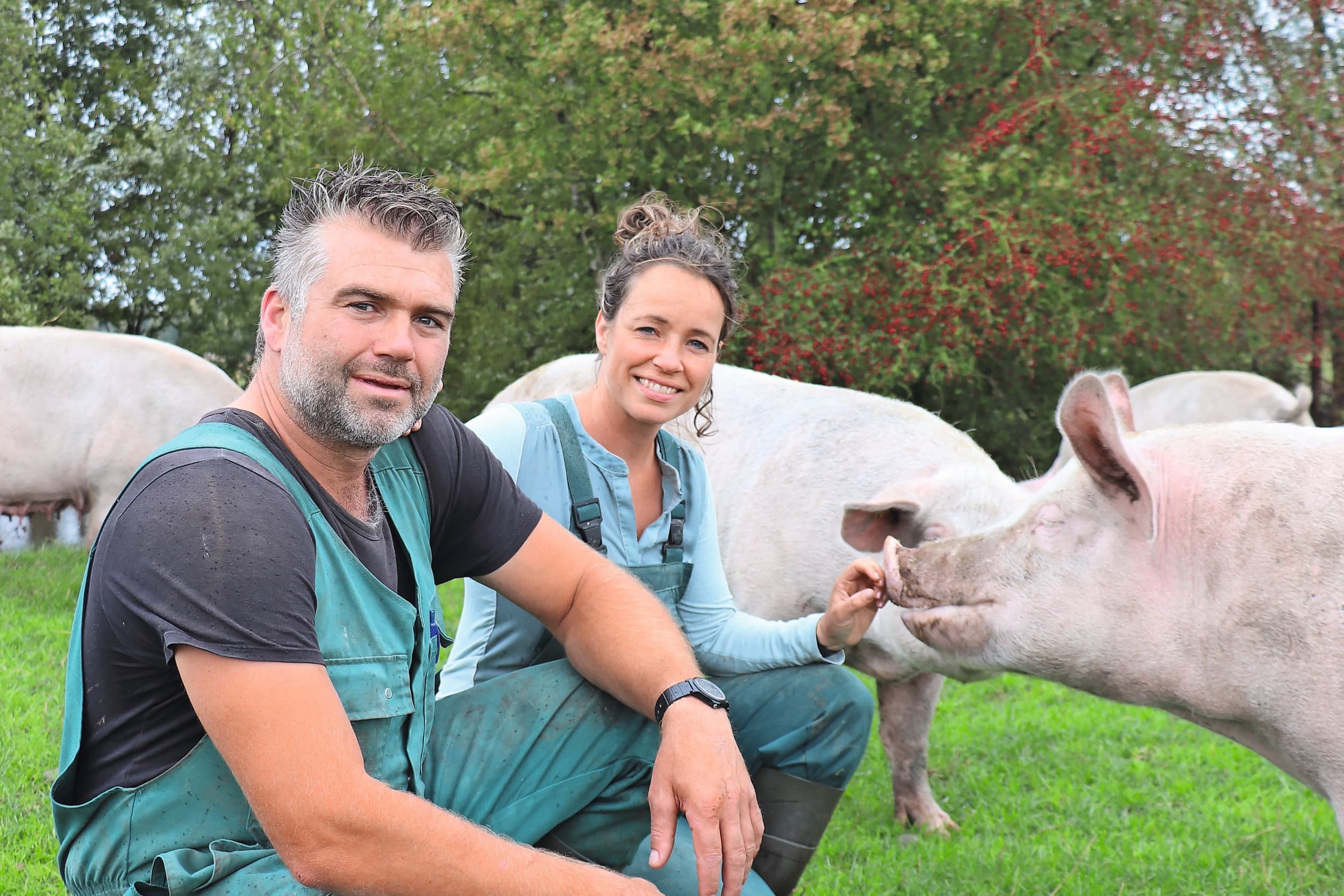 Vanaf het begin in 2016 had de familie de kruising TN50 x Piétrain. In 2022 ging de familie echter rotatiekruising toepassen, en wel met de Zwitserse York erbij. Jarno: “De Zwitserse York geeft rust in de stal en past precies bij onze bedrijfsfilosofie.” Foto’s: Dick van Doorn