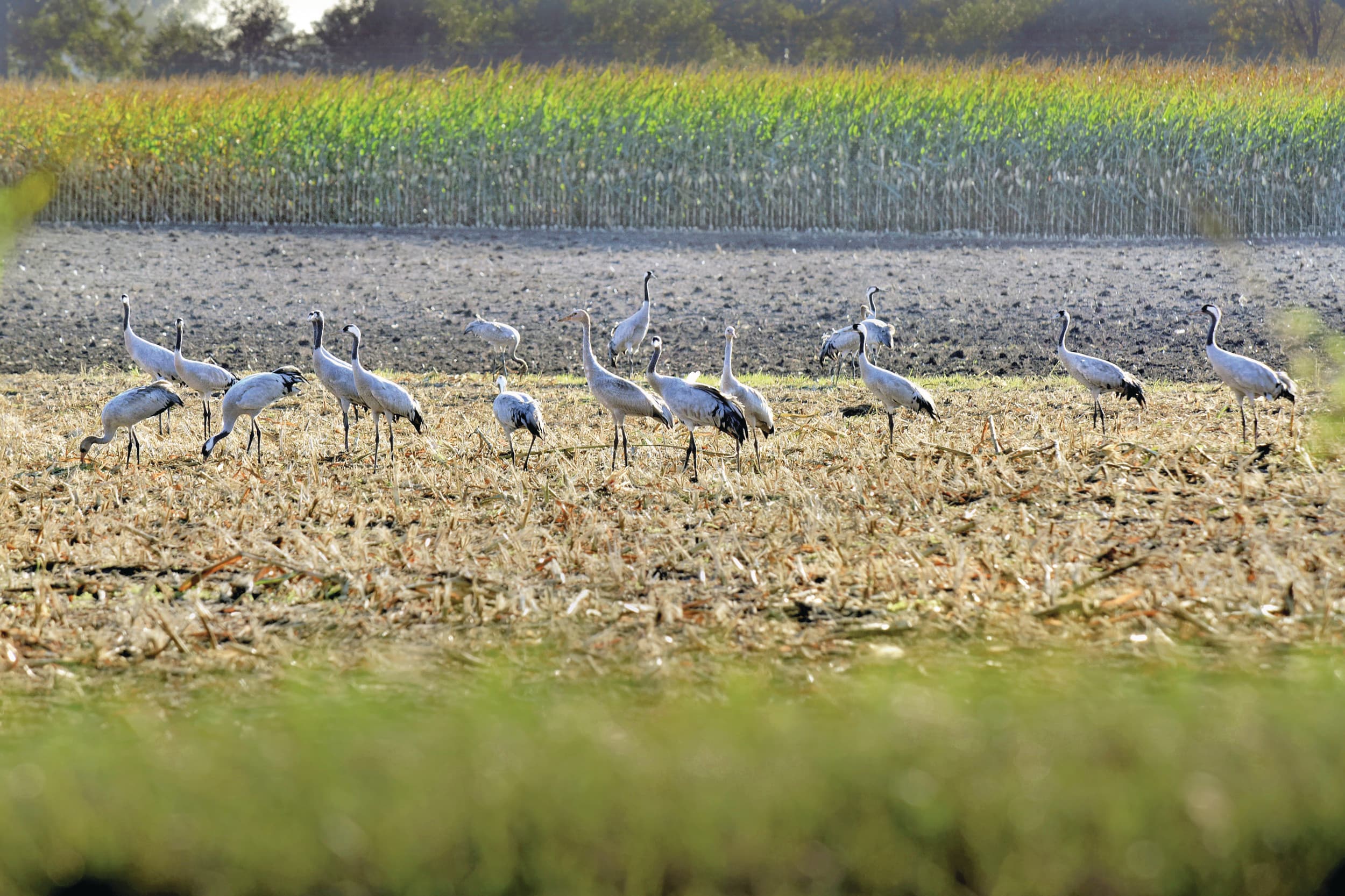 Kraanvogels verzamelen zich tijdens de trek naar het Zuiden. In Duitsland zijn zorgen over vogelgriep onder kraanvogels. Foto: ANP