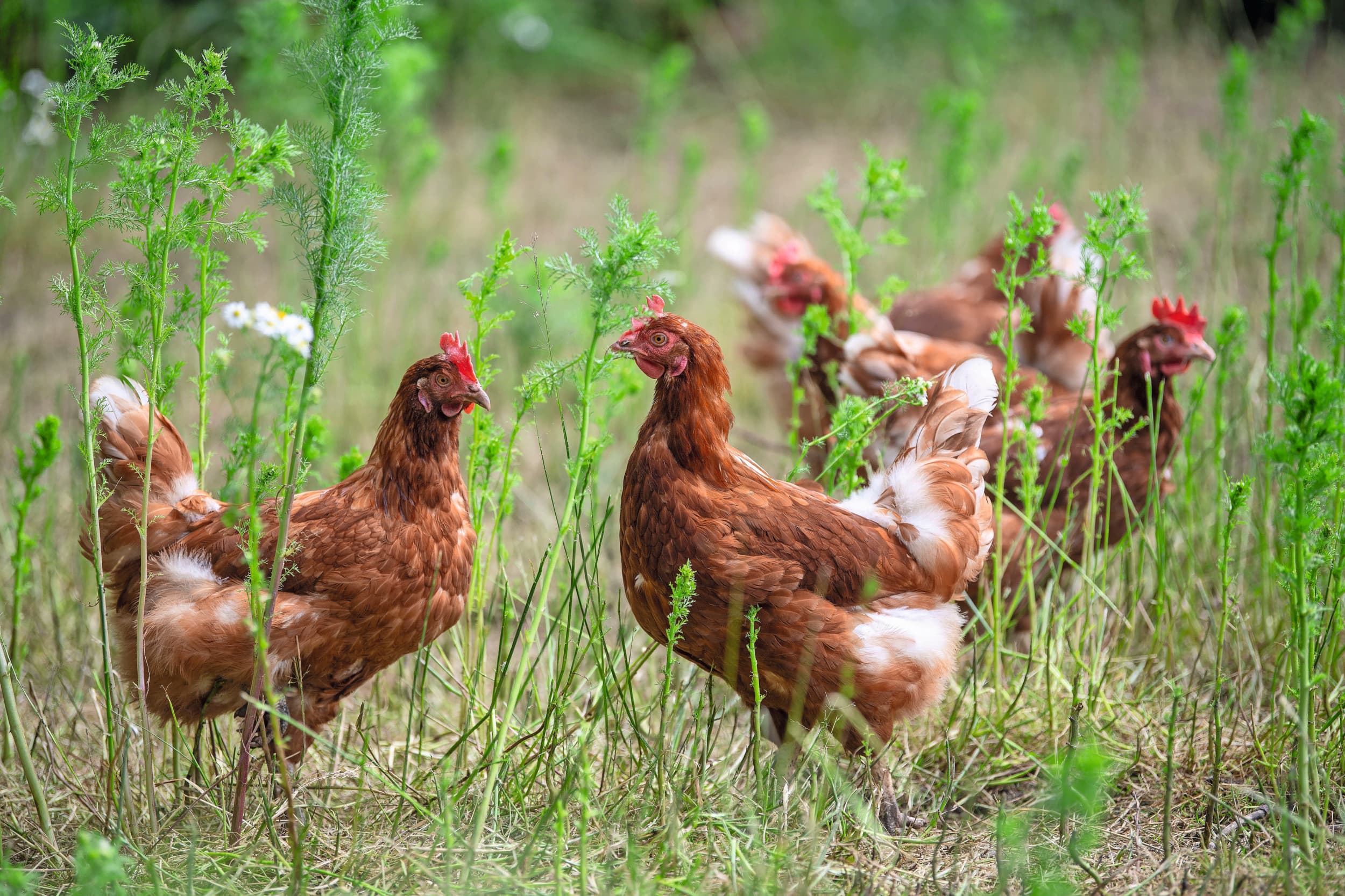 vogelgriep Gelderse Vallei