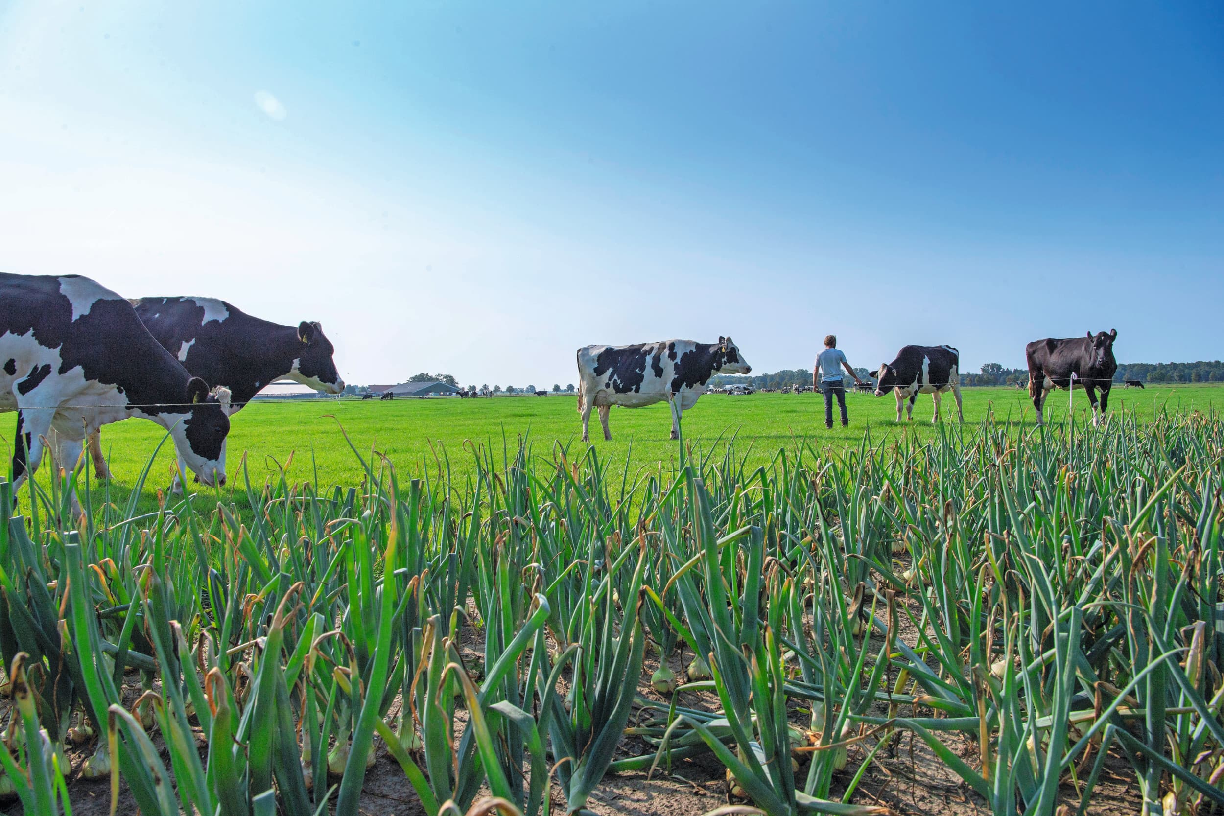 In Flevoland hebben zes PAS-melders een onherroepelijke natuurvergunning gekregen. Een blauwdruk voor andere PAS-melders is het niet, volgens de provincie. Foto: Mark Pasveer