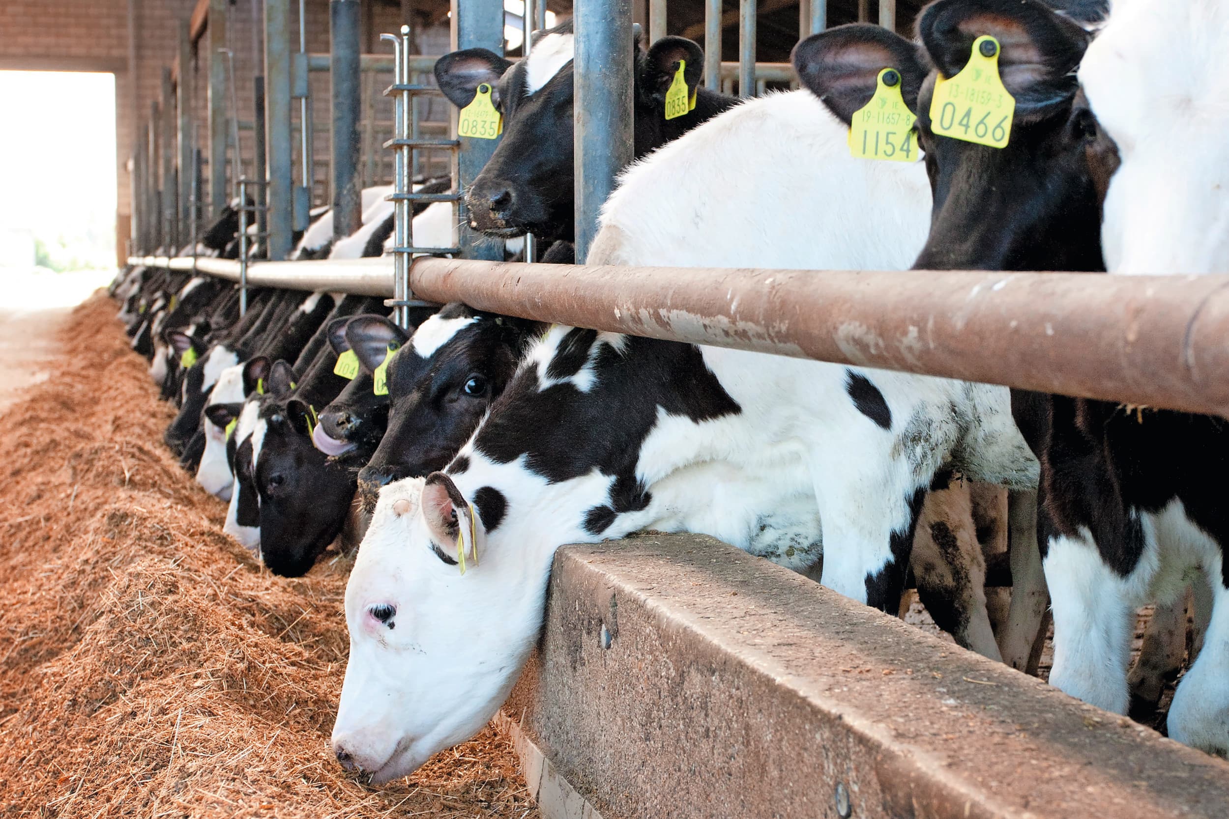 Vleeskalveren hebben relatief veel eiwitrijke voeding nodig. Juist in het segment eiwitrijke voergrondstoffen zijn prijzen flink verhoogd door toegenomen vraag naar soja en verwante producten als raapzaad- en zonnebloemzaadschroot. Foto: Bart Nijs