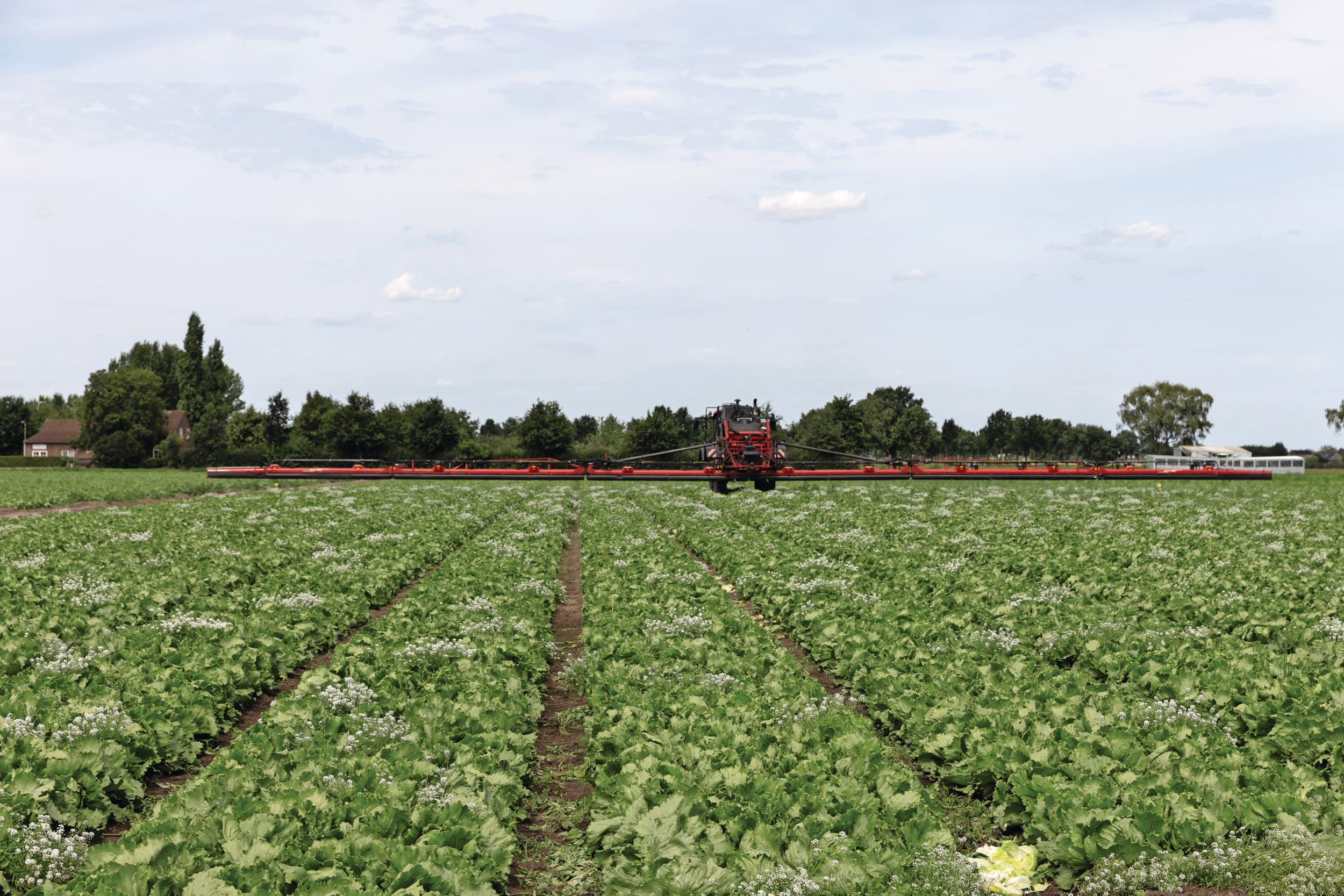 De proef van Koppert afgelopen zomer met de verspreiding van Chrysopa (groene gaasvlieg) in slateelt. Hiervoor werd een veldspuit van 40 meter breed gebruikt. Foto: Koppert