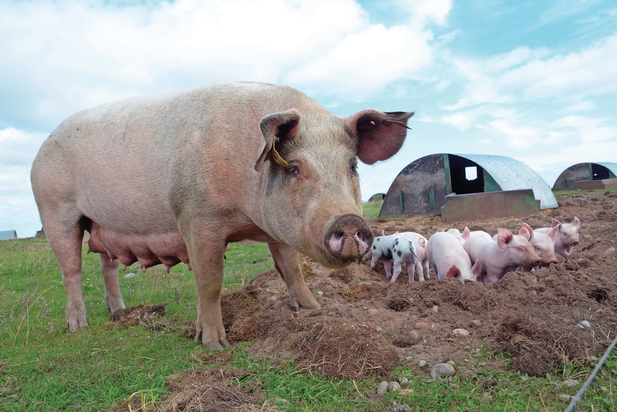 De Britse supermarktketen Waitrose verkoopt vanaf 2027 alleen nog maar vlees van varkens die buiten lopen. Het vlees moet bovendien afkomstig zijn uit Groot-Brittannië. Steeds meer Britse retailers zetten in op ‘free range’. Foto: Landpixel