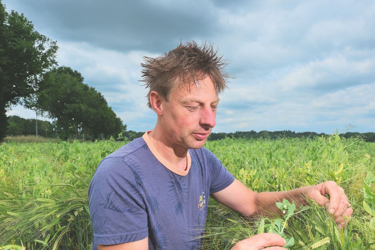 Melkveehouder Luuk Hoenderken: ‘Gerst-erwten: minder last van droogte dan snijmais’