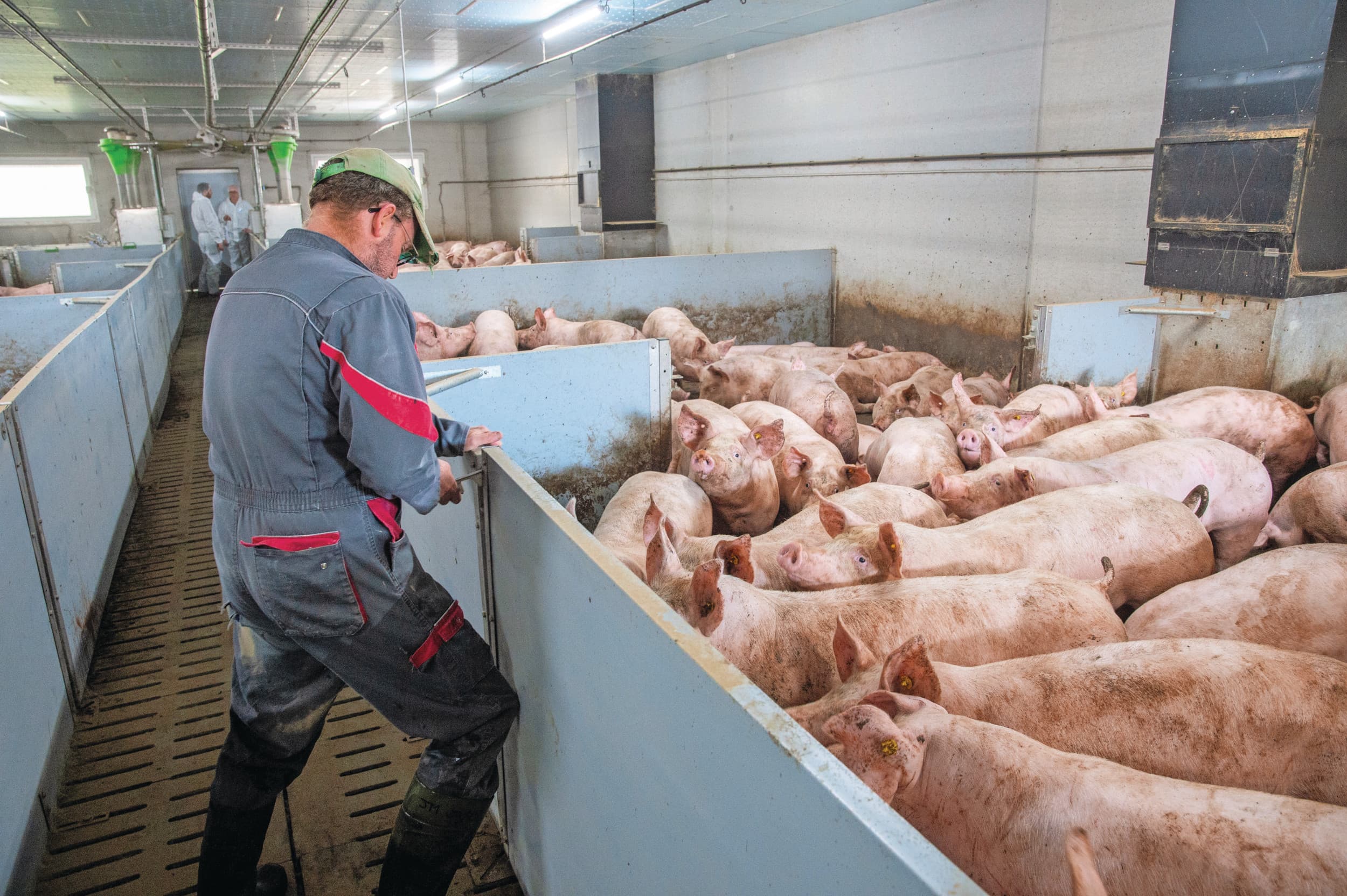 Een afdeling telt 280 varkens die verdeeld zitten over vier hokken. Per hok zijn er twee selfifeeders GFI. Langlais werkt met vier-fasevoedering bij zijn vleesvarkens.