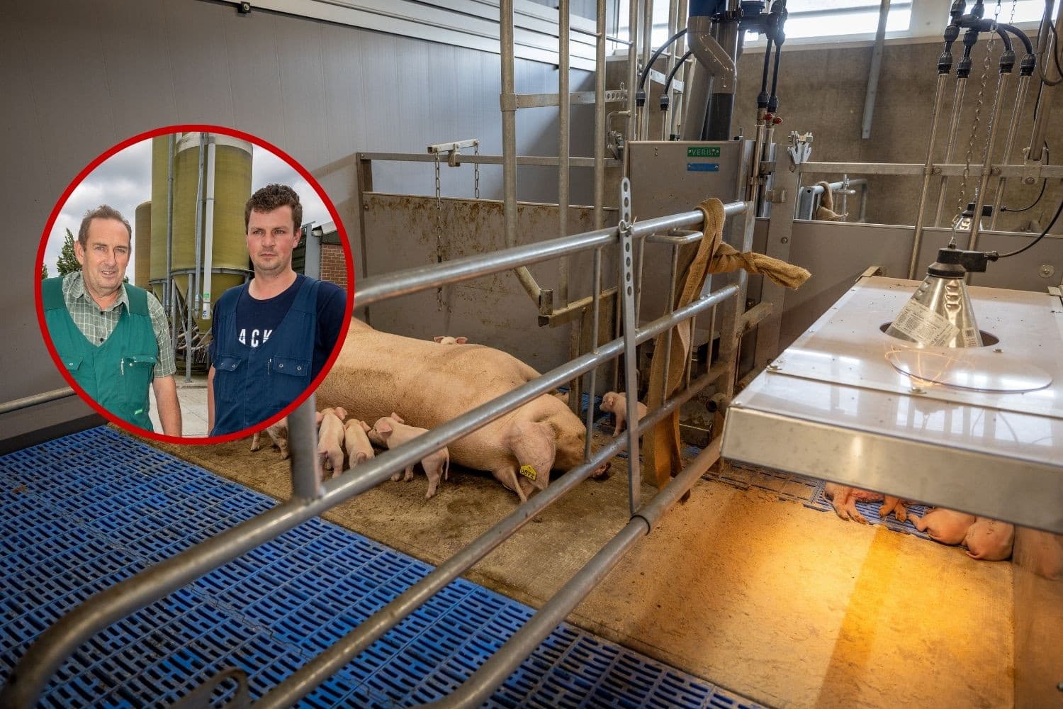 Vader en zoon Witte testen vrijloopkraamhokken als voorbereiding op een nieuwe kraamstal. Foto’s: Peter Roek