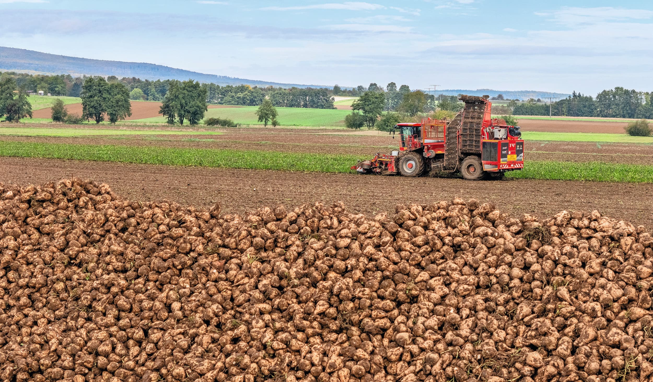 Bieten worden gerooid in Duitsland. De Duitse suikersector is niet te spreken over de goedkope importsuiker die belastingvrij de EU binnenkomt en eist dat Brussel daar een eind aan maakt. Foto: Südzucker