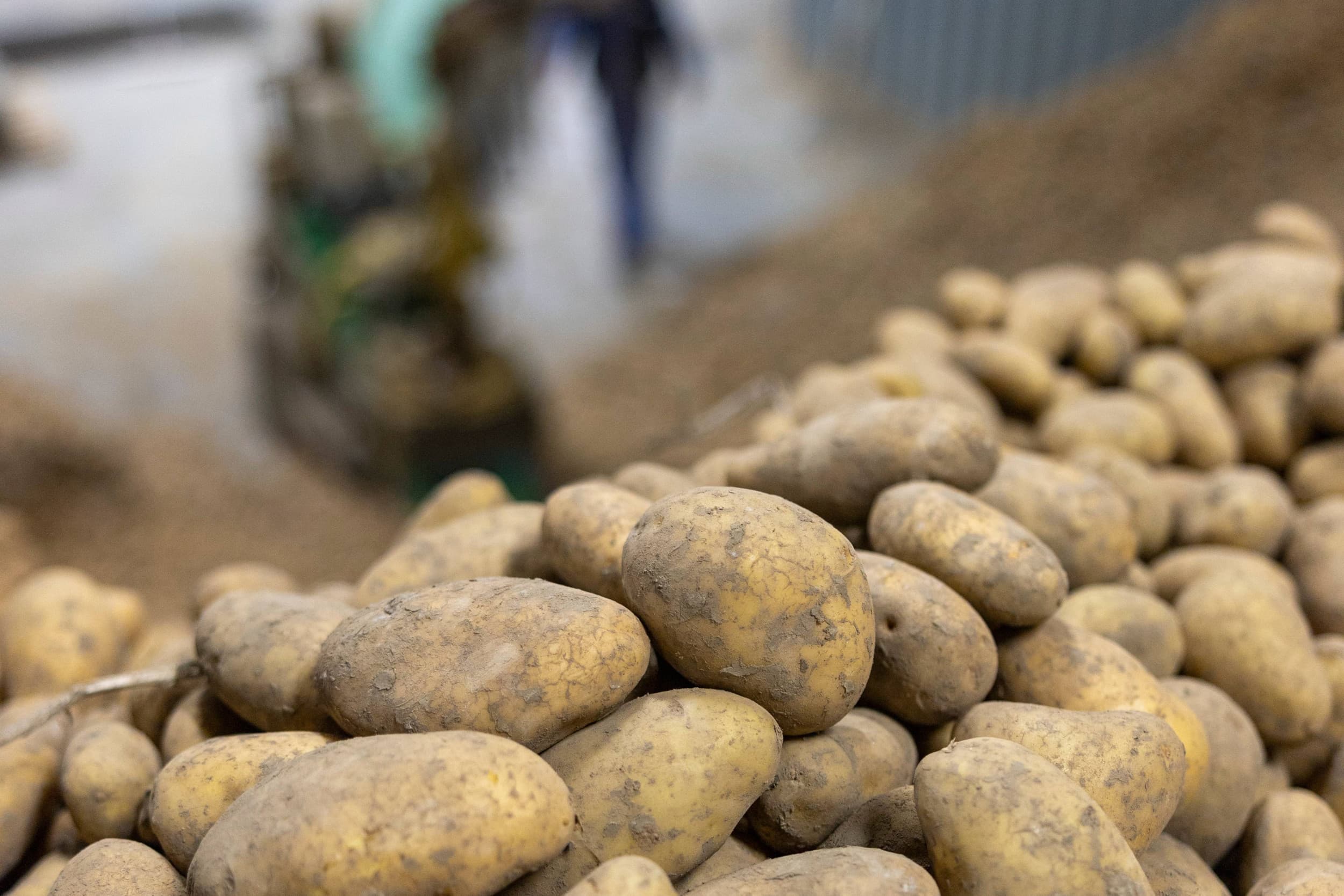 Zelfs met een goede opbrengst en kwaliteit schrijven veel aardappeltelers dit jaar toch rode cijfers. Foto: Mark Pasveer