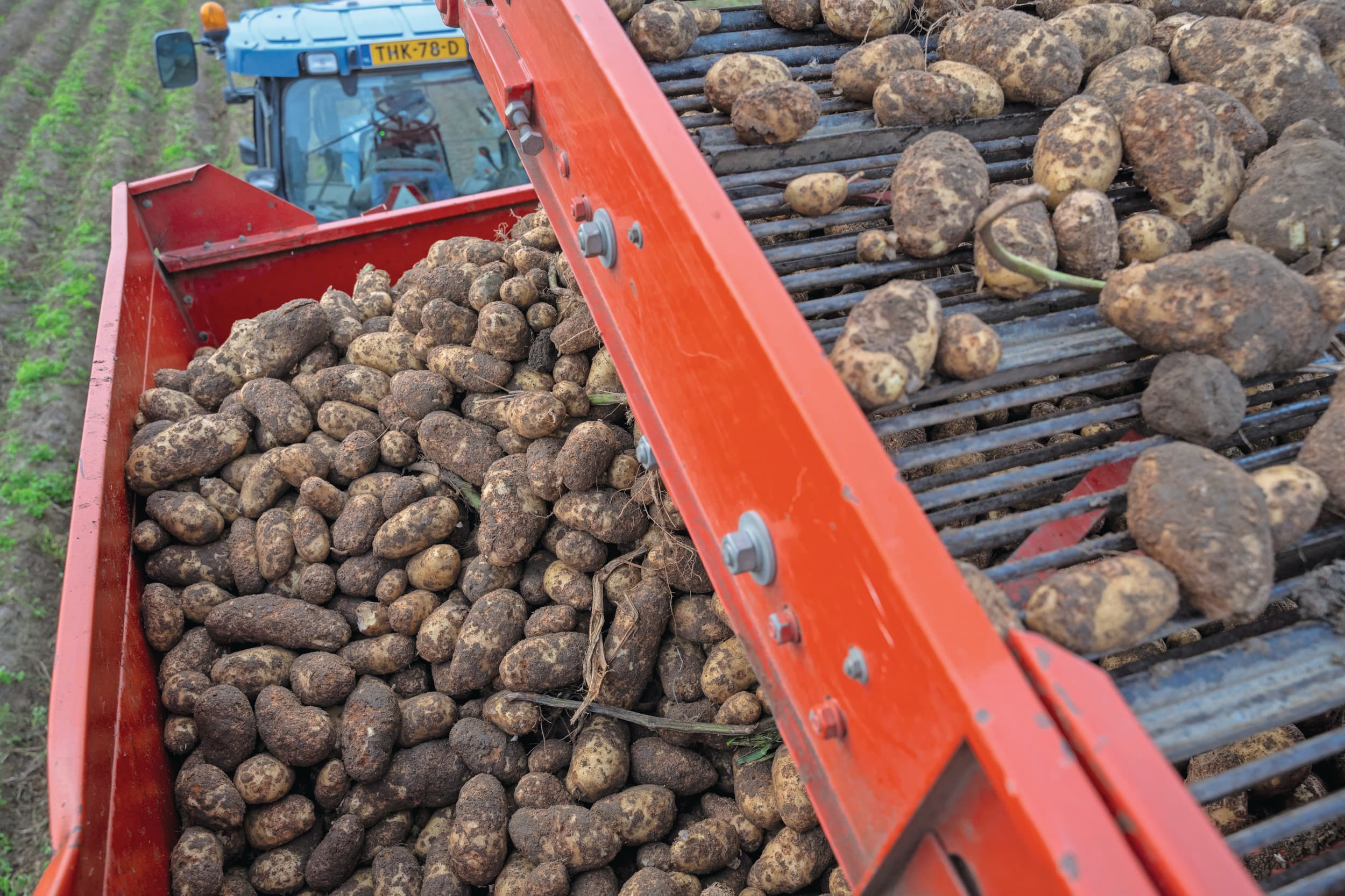 De zeer royale oogst van consumptieaardappelen drukte de prijzen van niet-gecontracteerde aardappelen ver naar beneden, even naar bijna nul zelfs. Het areaal was bovendien groter, terwijl de verwerkers niet veel meer grondstof nodig hebben. Foto: Bram Becks Fotografie