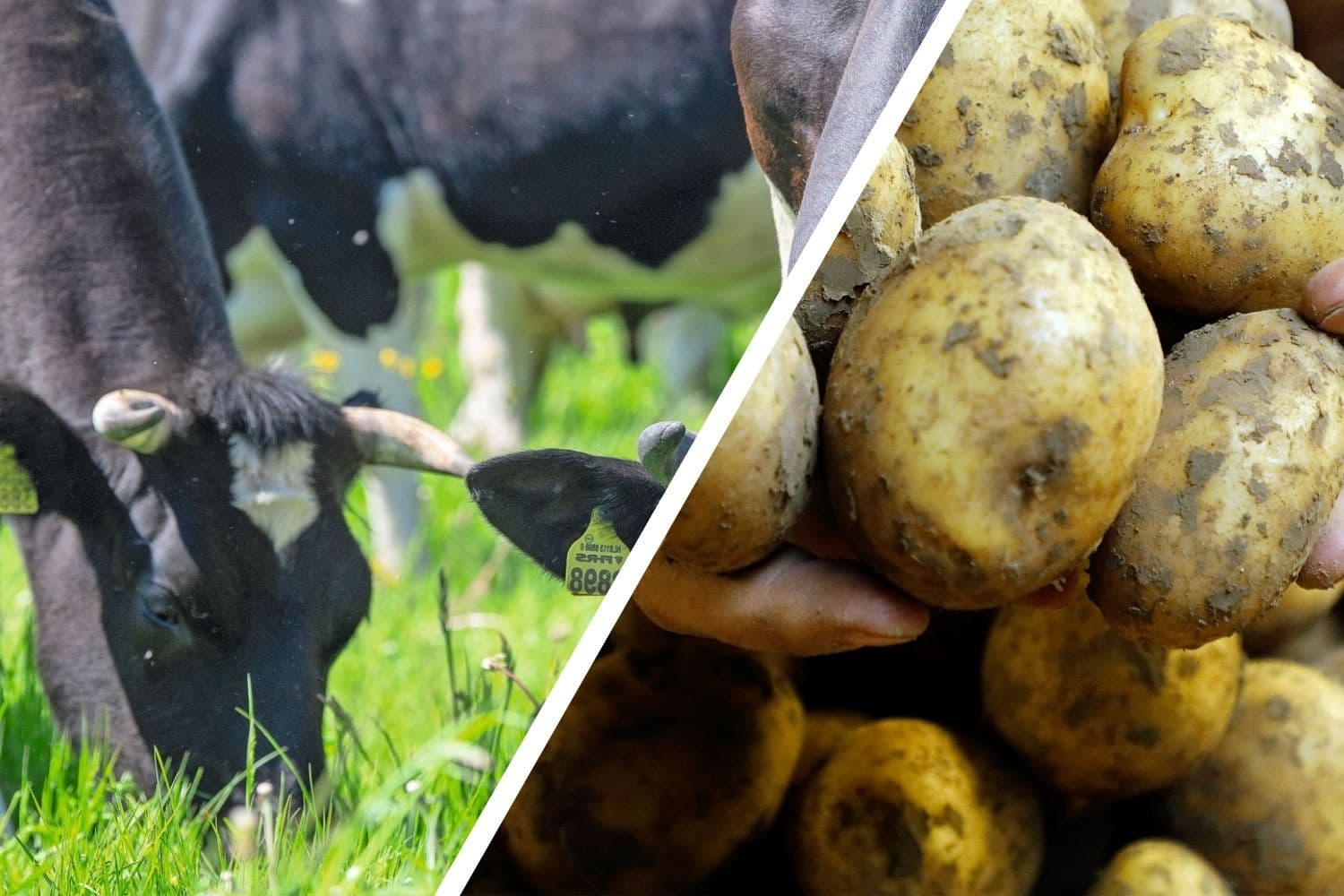 Biologisch melkvee en biologische aardappelen. Volgens de analyse van Deloitte levert de landbouw netto verlies voor de samenleving. Helemaal omschakelen naar biologisch verlaagt dat verlies, maar brengt het niet naar nul. Foto’s: Mark Pasveer en Duo Foto V.O.F., beeldbewerking