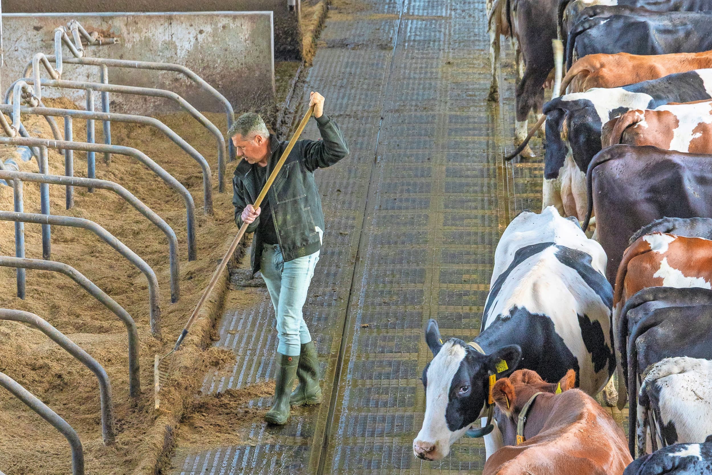 Vanwege de emissiemetingen strooit Van de Brake de boxen in met een kalk-stromengsel. Dikke fractie uit een mestscheider stoot nog altijd ammoniak uit en beïnvloedt de emissiemetingen in de stal. Foto's: Koos Groenewold.