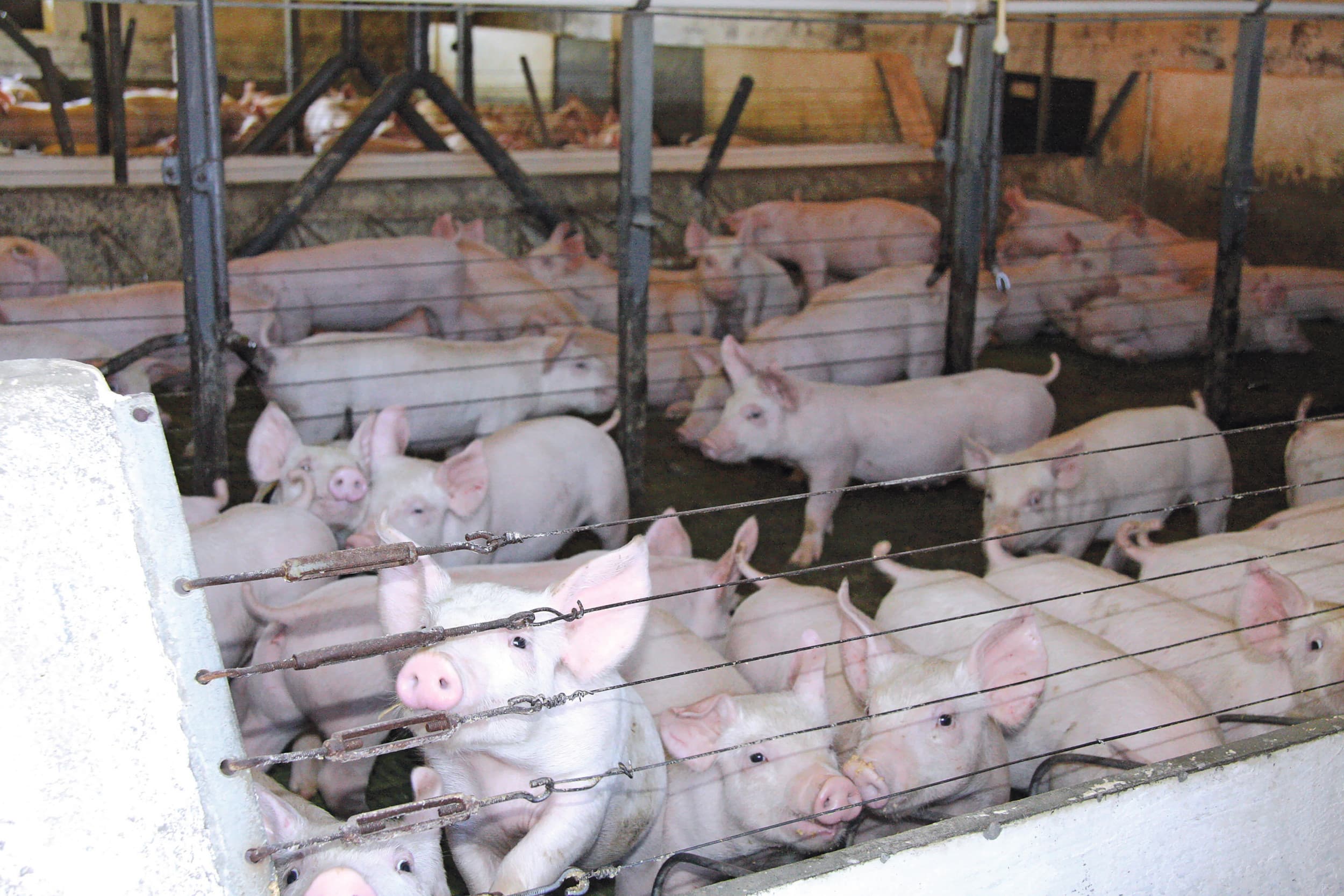 Brazilië exporteerde niet eerder zoveel varkensvlees als in de maand september. Foto: Misset