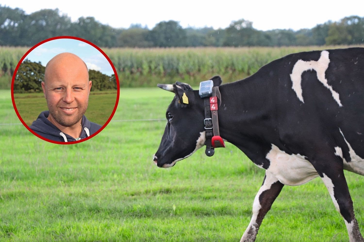 Melkveehouder Stefan Mul werkt sinds mei met het Collie systeem en bespaart daarmee jaarlijks 300 arbeidsuren. Zijn koeien lopen zelf naar de melkrobot. Foto’s: Dick van Doorn