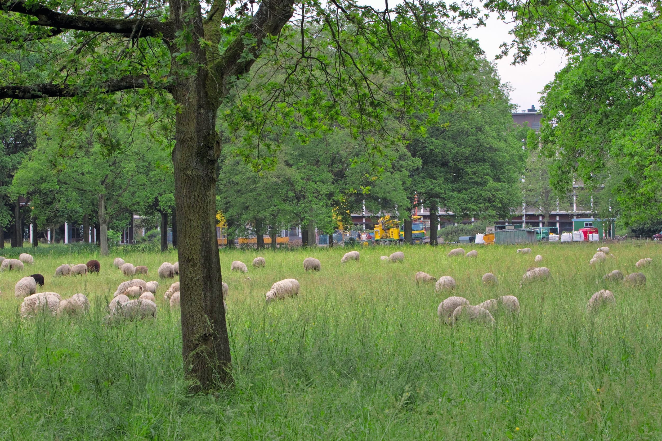 wolven drenthe