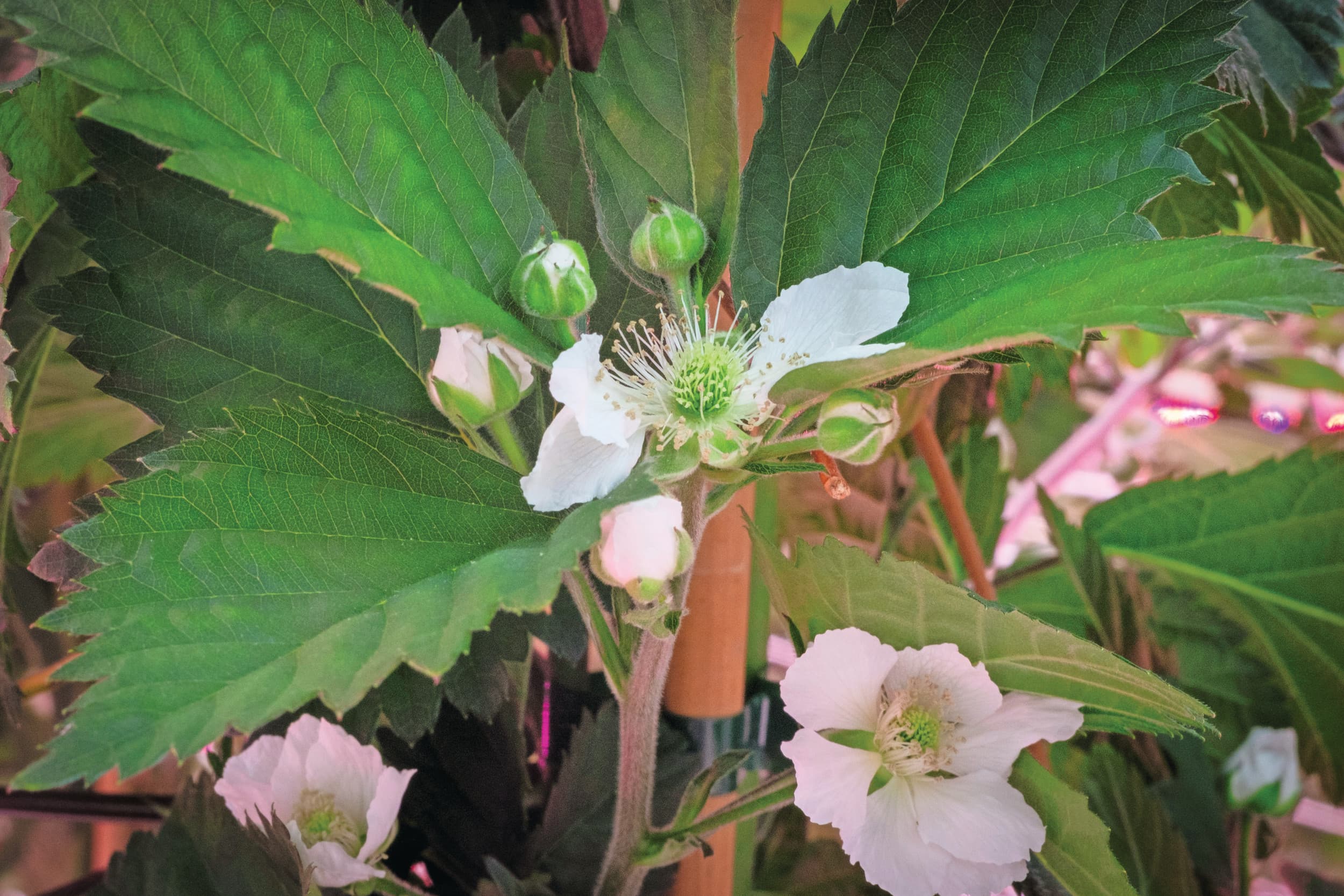 valfruit verwerken drukte