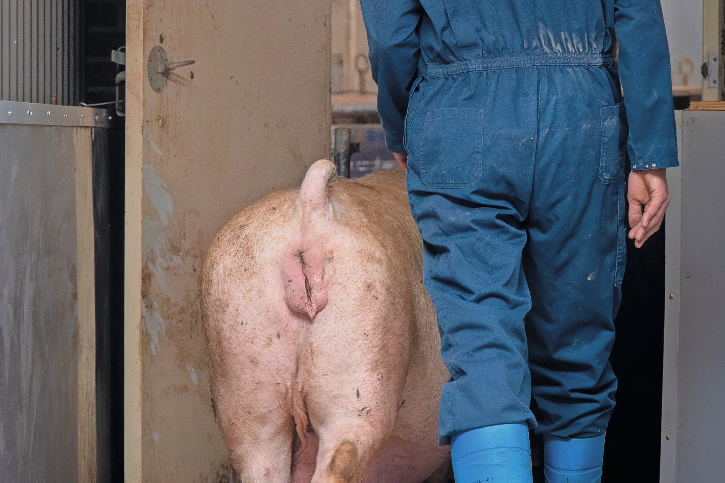 Gebruik van de veeprikker is lang niet altijd nodig. Foto: Koos Groenewold