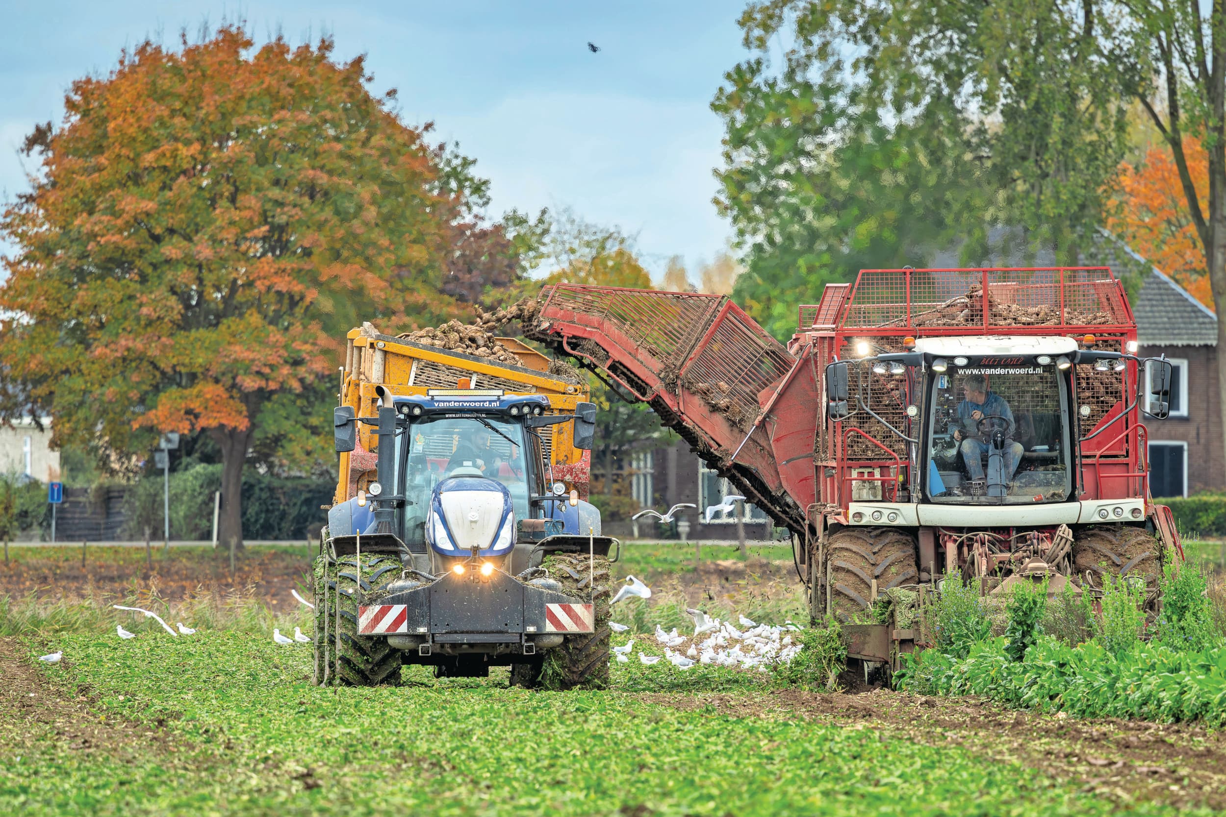 Bietenoogst, eind oktober in Zoelen (Gld.). Foto: Koos Groenewold
