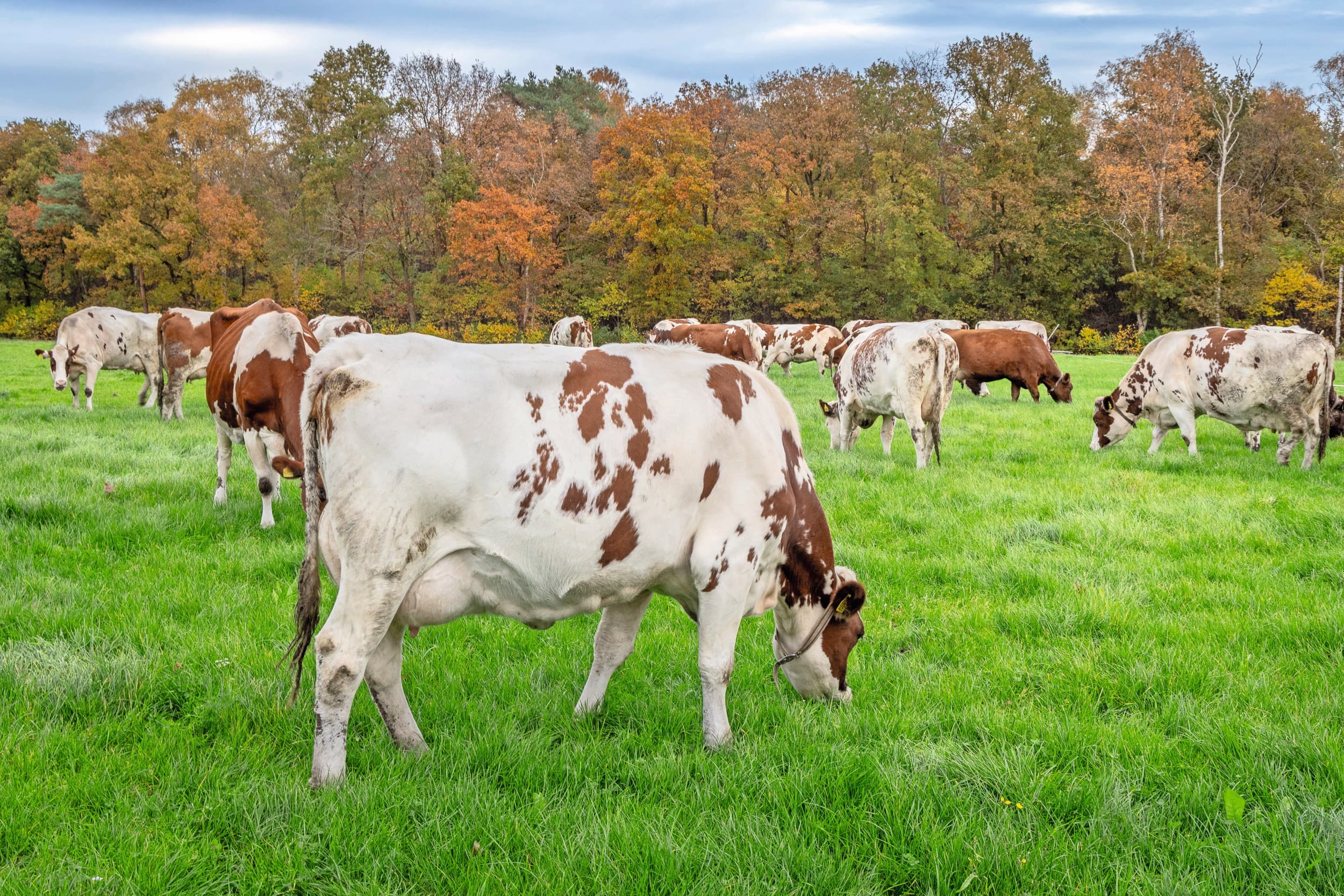 vrijlooppotstal rundvee varkens nieuwbouw