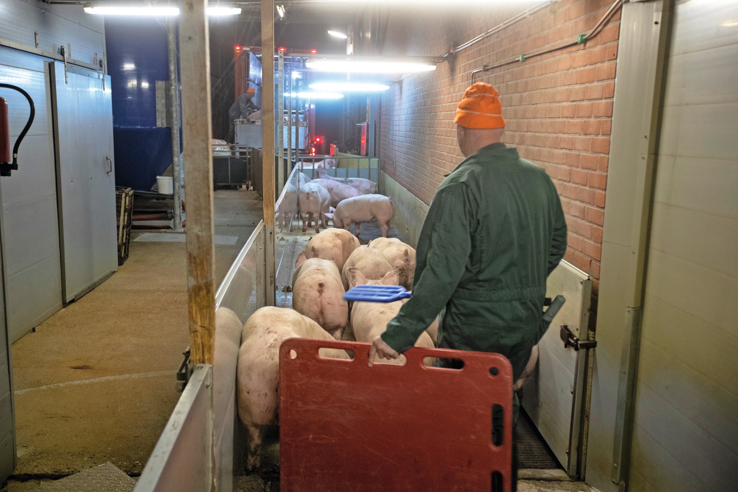 Varkens die nu worden afgeleverd brengen minder op dan vorige week. Foto: Ronald Hissink