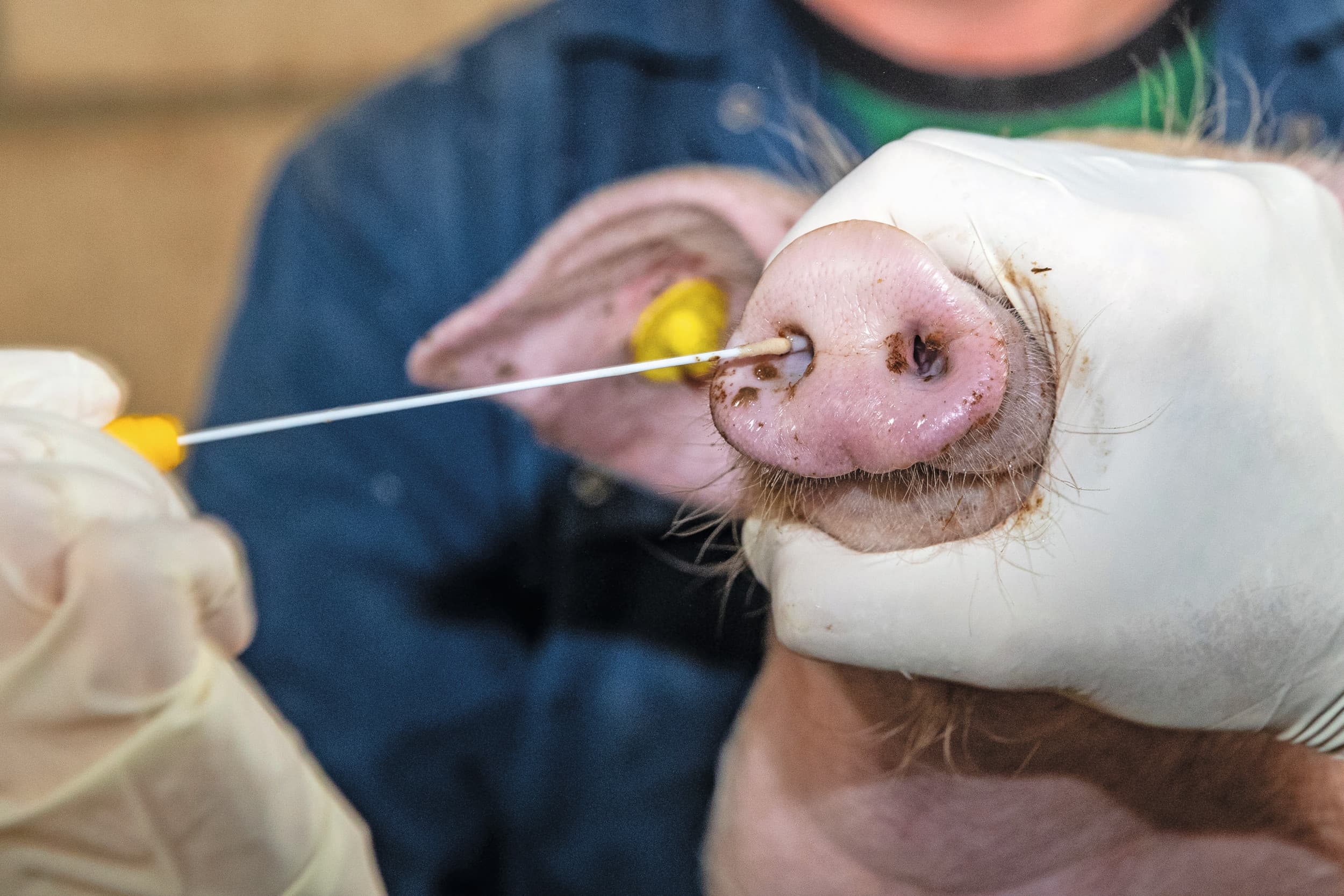 Het afnemen van een neusswab bij een varken om influenza te bepalen. Bij varkens kennen we meerdere stammen van influenza en er ontstaan ook nog steeds nieuwe varianten. Met een griepprik is de kans op overdracht naar mens of naar varken kleiner. Dit voorkomt ook het eventueel mixen van mensen- en varkensgriepvirus. Foto: Ronald Hissink