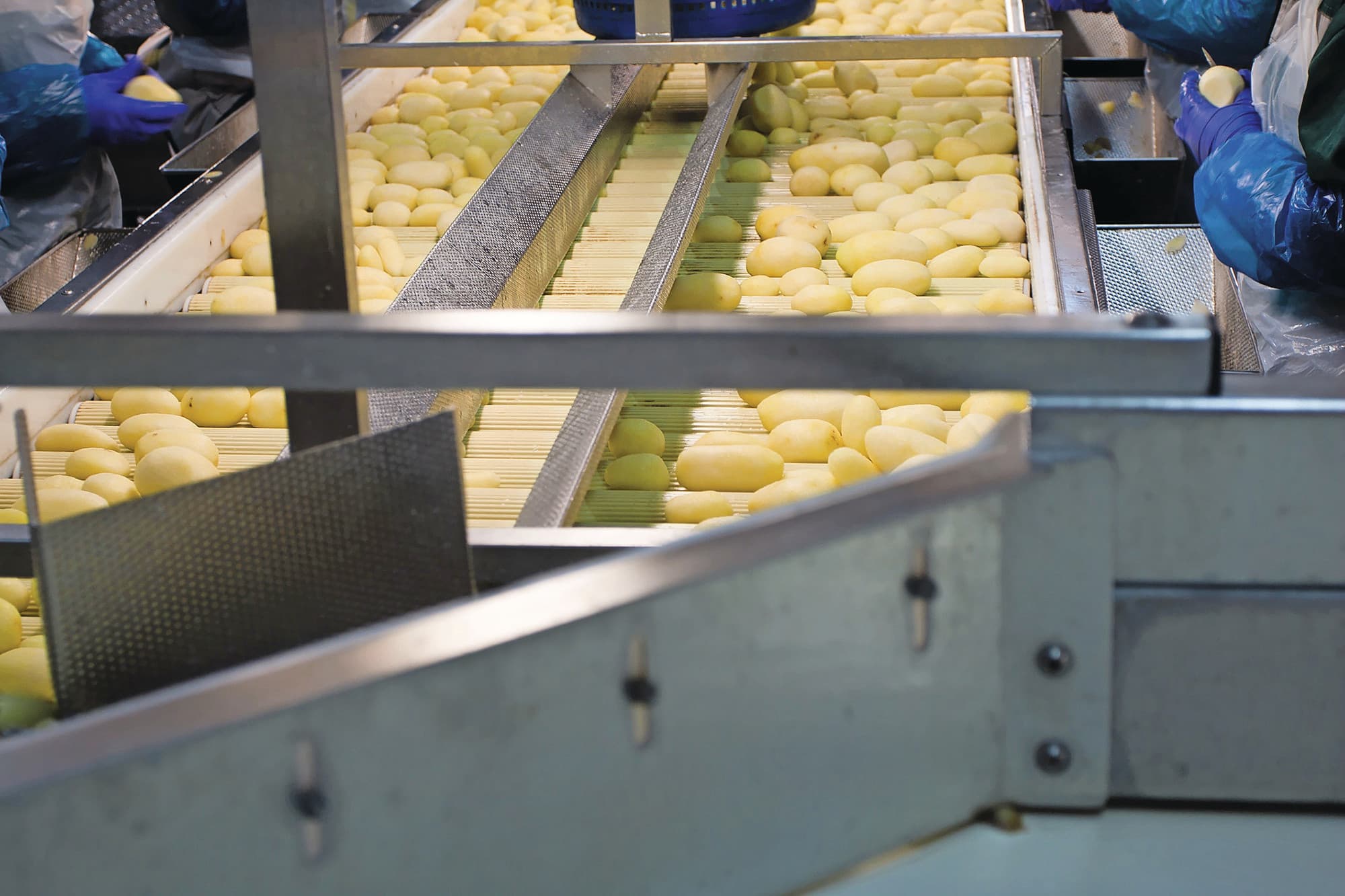 Fritesfabrieken verwerkten in oktober meer importaardappelen. Die maand kwam meer dan de helft van de aardappelen waar frites van werd gemaakt uit het buitenland. Foto: Vavi