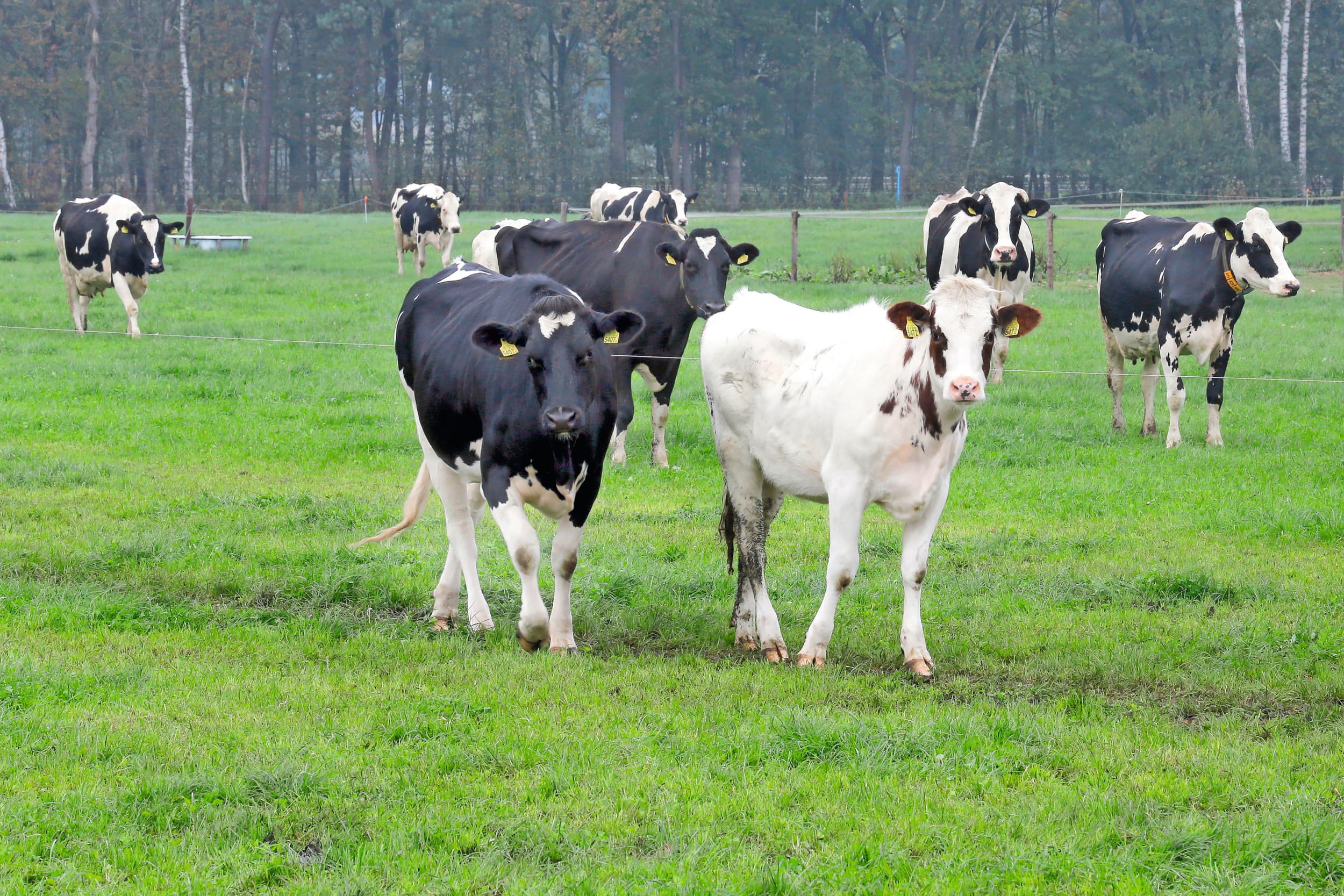 Zo’n 70% van de melkveebedrijven weidt het jongvee. Om dit te stimuleren werkt een premie het beste, verwachten melkveehouders. Foto: Bert Jansen