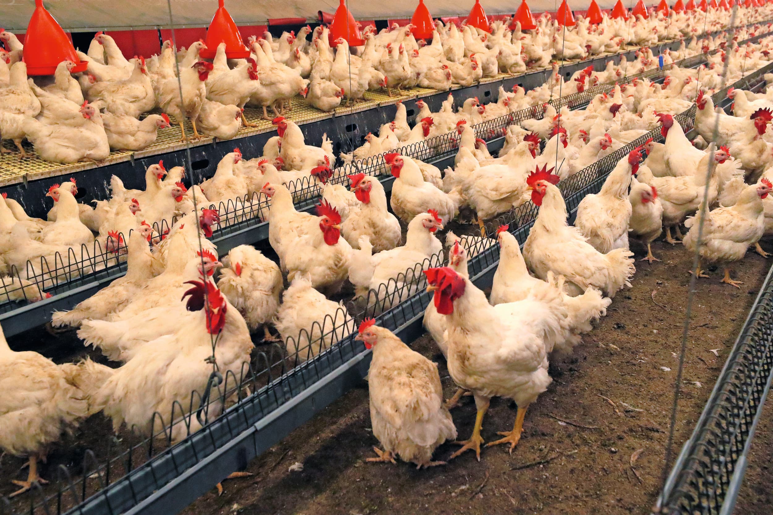 Tweemaal daags voeren van vleeskuikenouderdieren tijdens de opfok kan de uniformiteit van het lichaamsgewicht verbeteren, terwijl tweemaal daags voeren tijdens de legfase de productiviteit kan verhogen. Foto: Bert Janssen