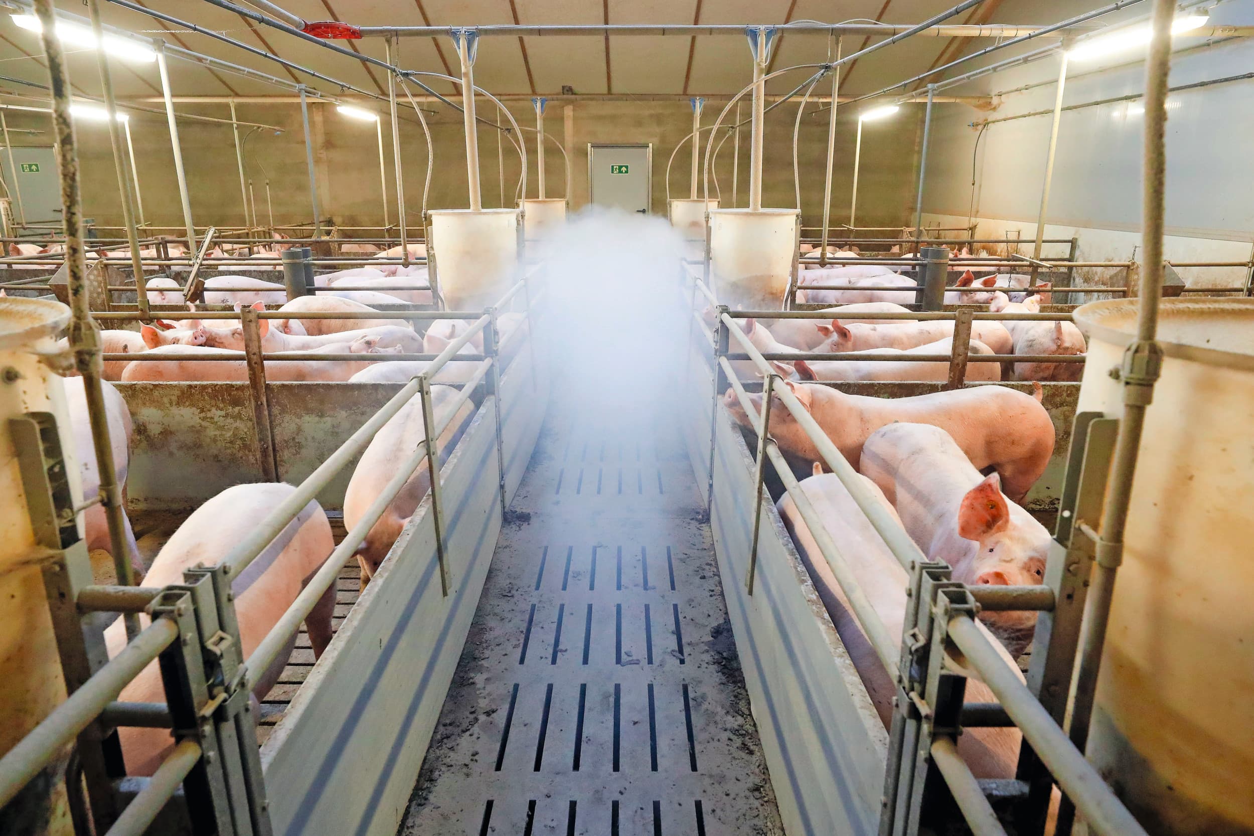 Rookproef in een vleesvarkensstal. Een goed stalklimaat is een van de belangrijkste voorwaarden om bijtgedrag bij varkens te voorkomen. Foto: Bert Jansen