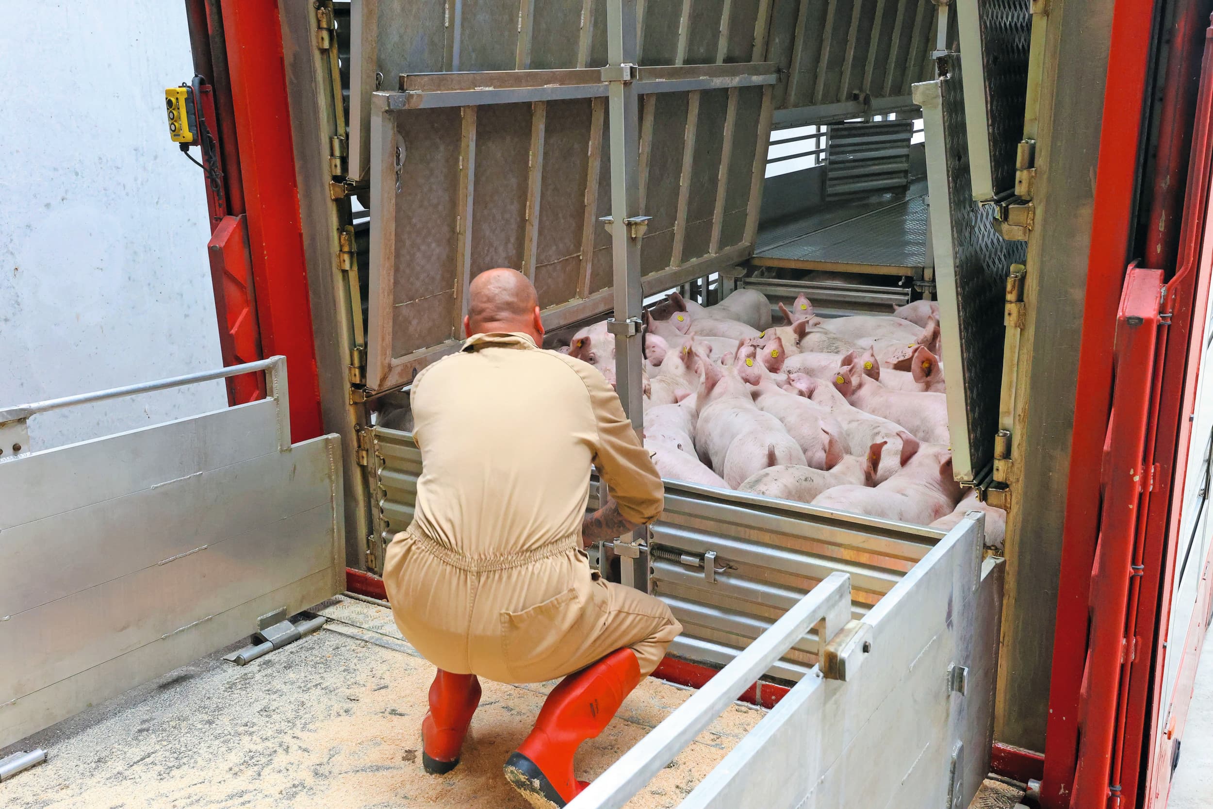 Een vracht biggen voor de export. De uitvoer naar Spanje is afgelopen jaren stormachtig gegroeid. Vooral aan het eind van de winter en begin van de lente is de Spaanse vraag goed. Foto: Bert Jansen