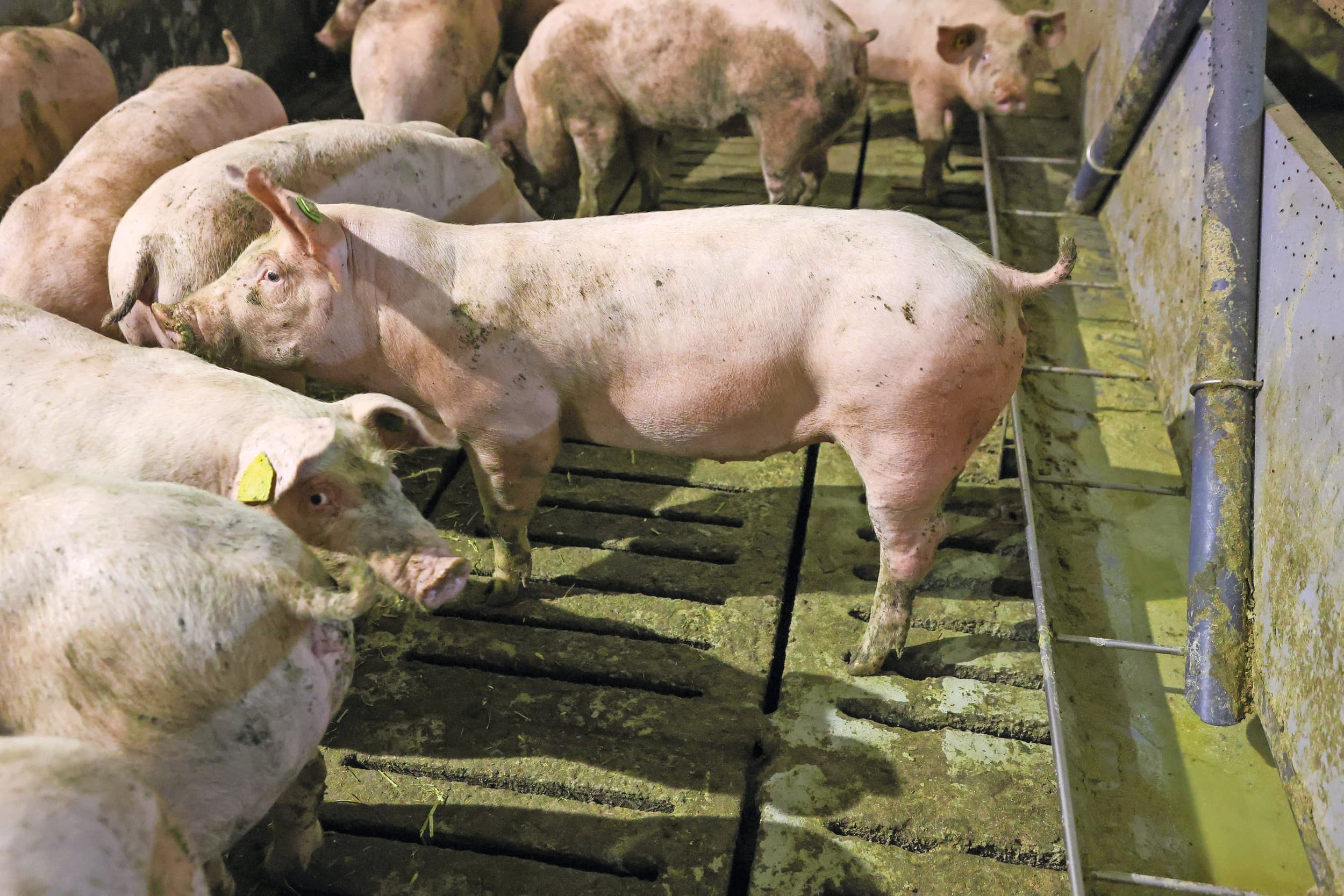 Veel bedrijven met eigen geltenaanfok of -opfok kunnen stappen maken om het beenwerk van opfokzeugen te verbeteren. Dat stelt Rainier van Gelderen van Por€ Business. Foto: Bert Jansen