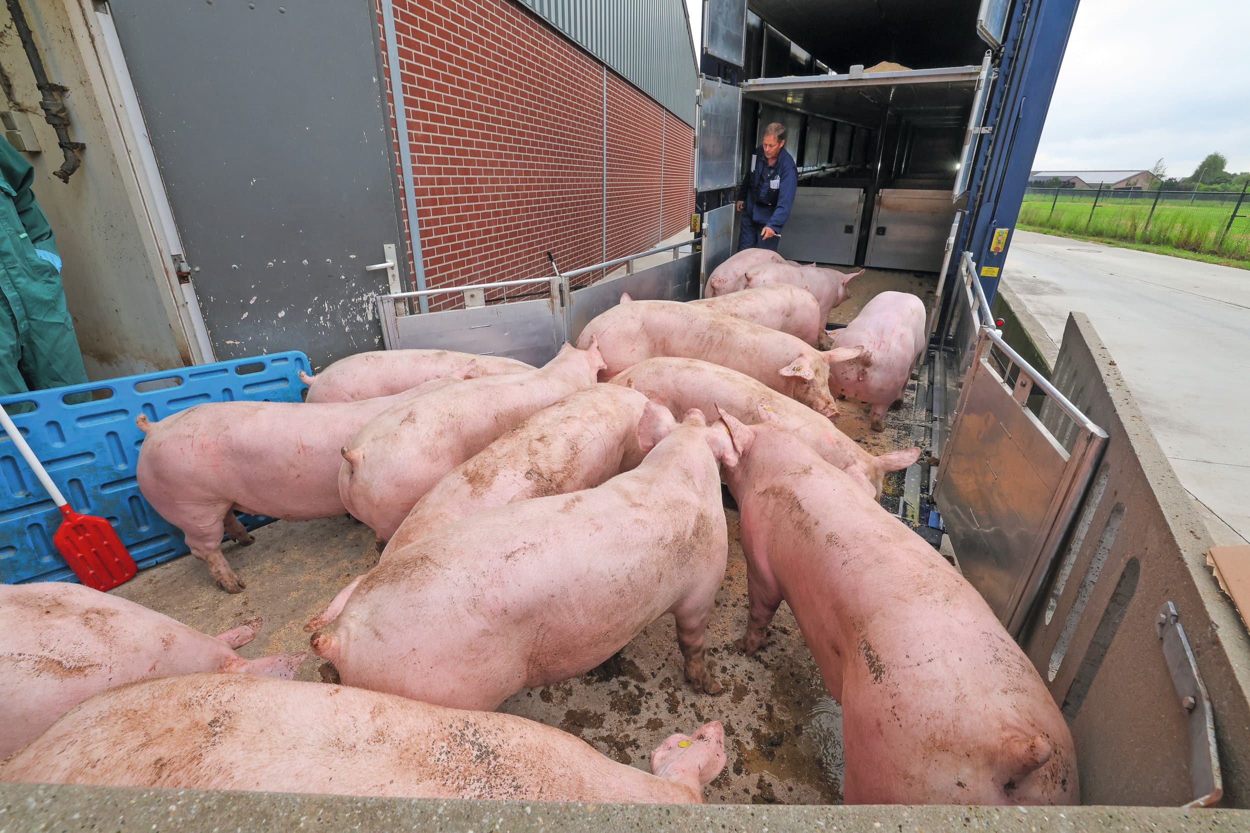 dierenwelzijn varkens laden