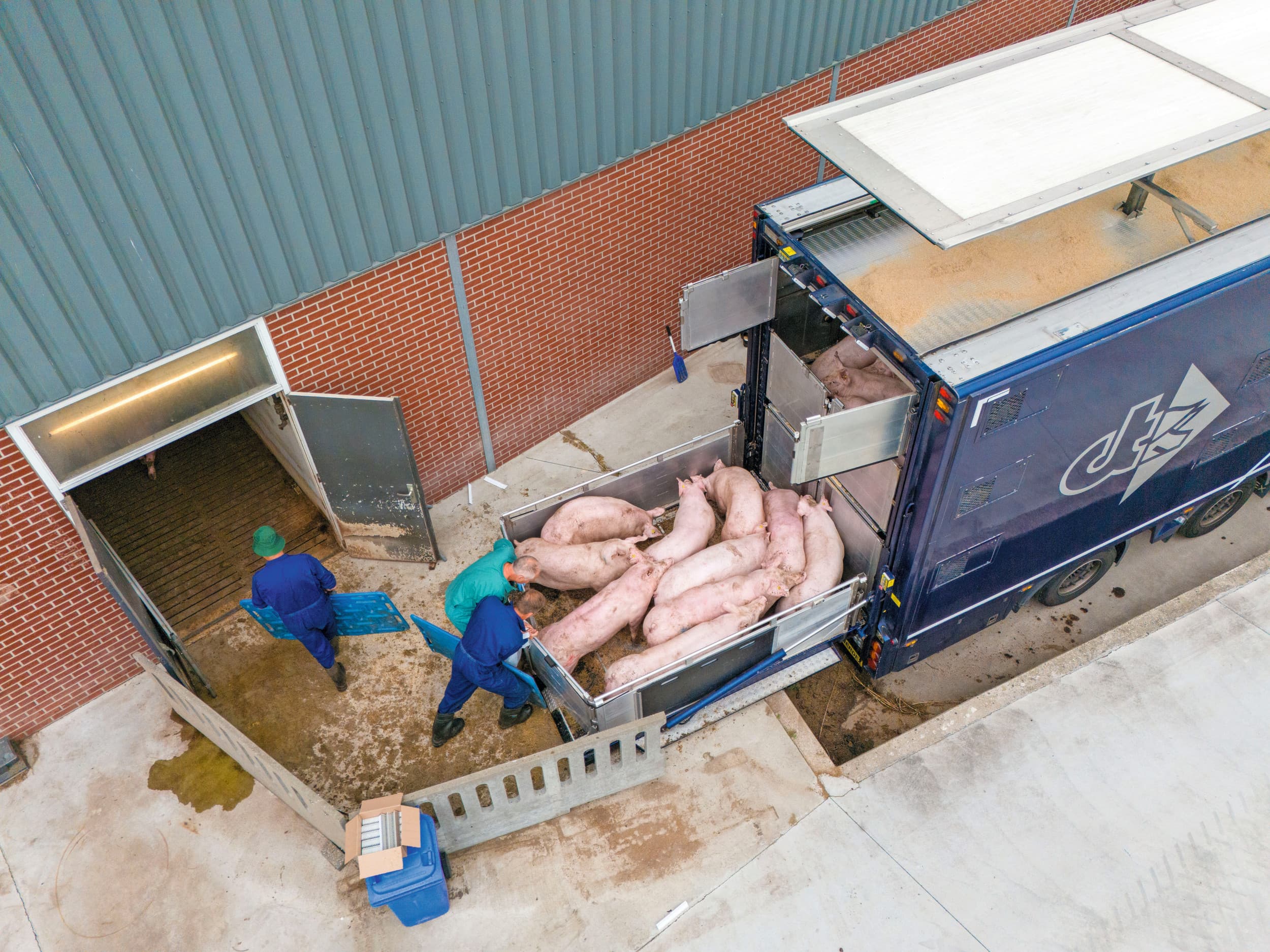 Varkens die deze week worden afgeleverd, brengen €0,12 per kilo minder op dan leveringen van twee weken geleden. Foto: Bert Jansen