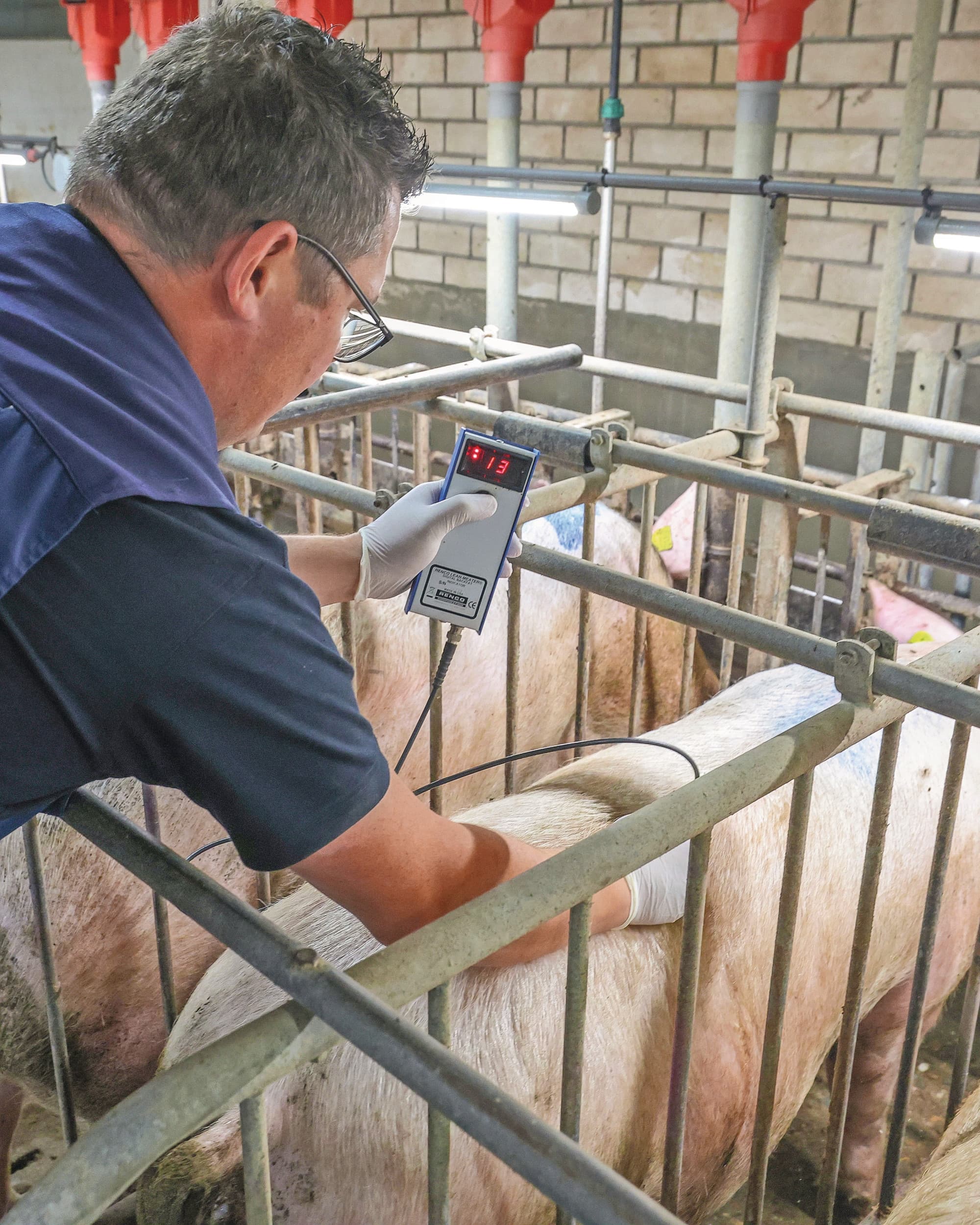 In de dekstal krijgen de zeugen een berigheidsscore en meet Paul Klaassen de spekdikte van de zeugen. Dit gebruikt de bedrijfsleider in de analyse van PigExpert. Foto’s: Bert Jansen