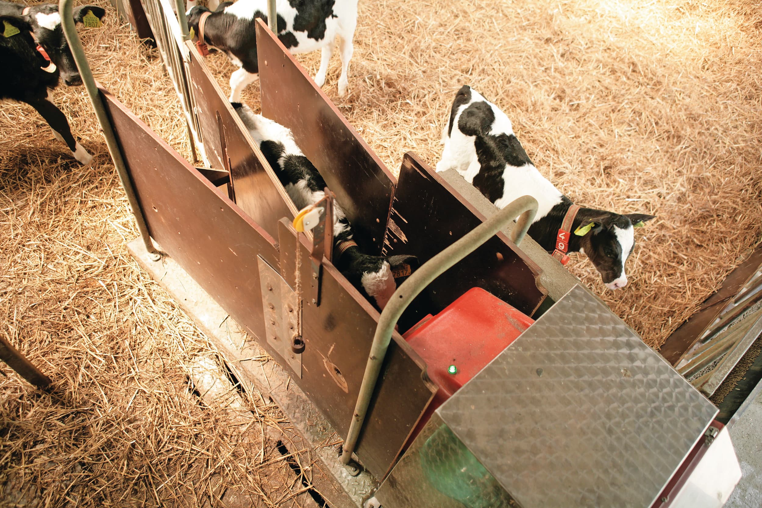 De kalverdrinkautomaat zorgt voor afgemeten porties melk. Apart kan dan nog onbeperkt stro en kalverbrok worden verstrekt. Foto: Jan Willem Schouten