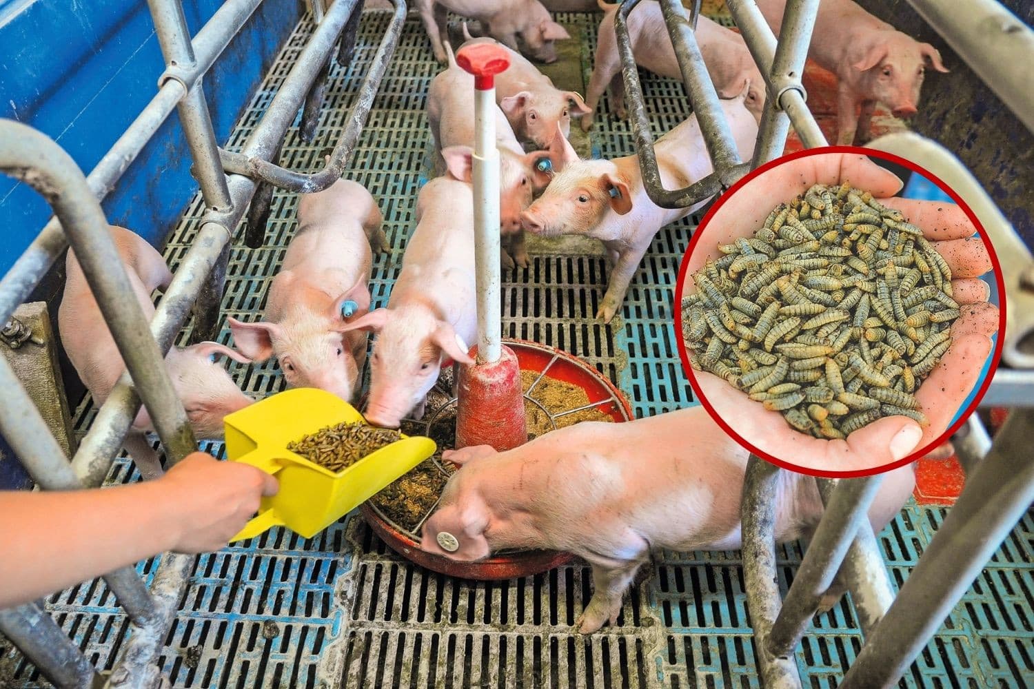 Op het bedrijf van Aue heeft men al zeer goede ervaringen met het bijvoeren van aangekochte larven. Dat zette de ondernemer aan het denken. Een miljoeneninvestering volgde in een productiehal voor 1.000 ton larven per jaar. Foto’s: Top Agrar