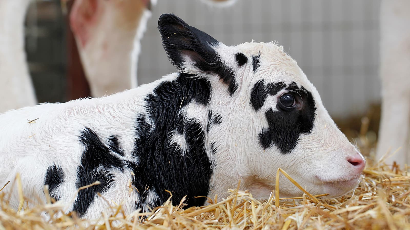 Foto: Agrifirm
