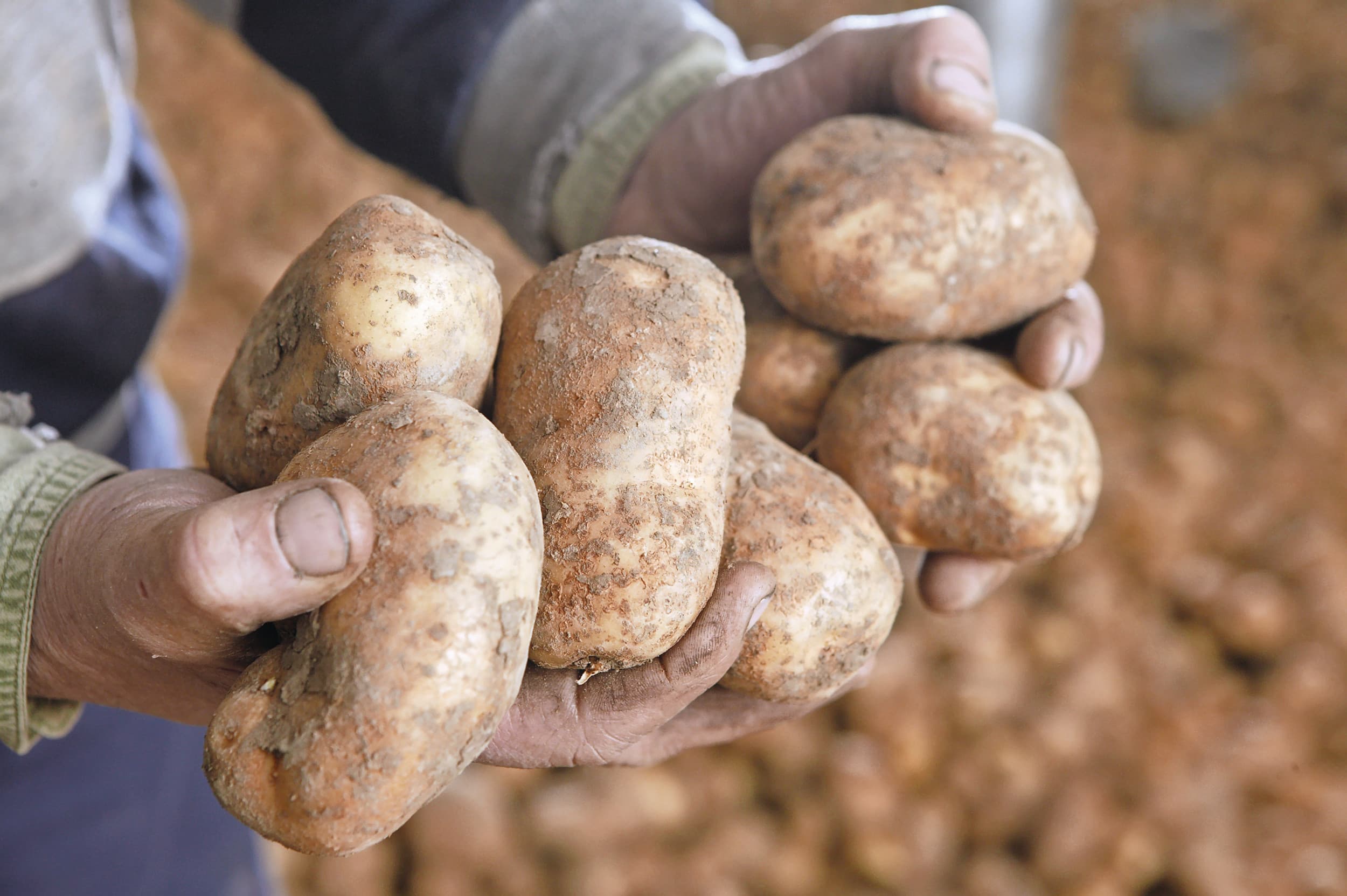 Ruim een kwart van de aardappelen in Belgische bewaarplaatsen zijn vrije aardappelen. Foto: Mark Pasveer