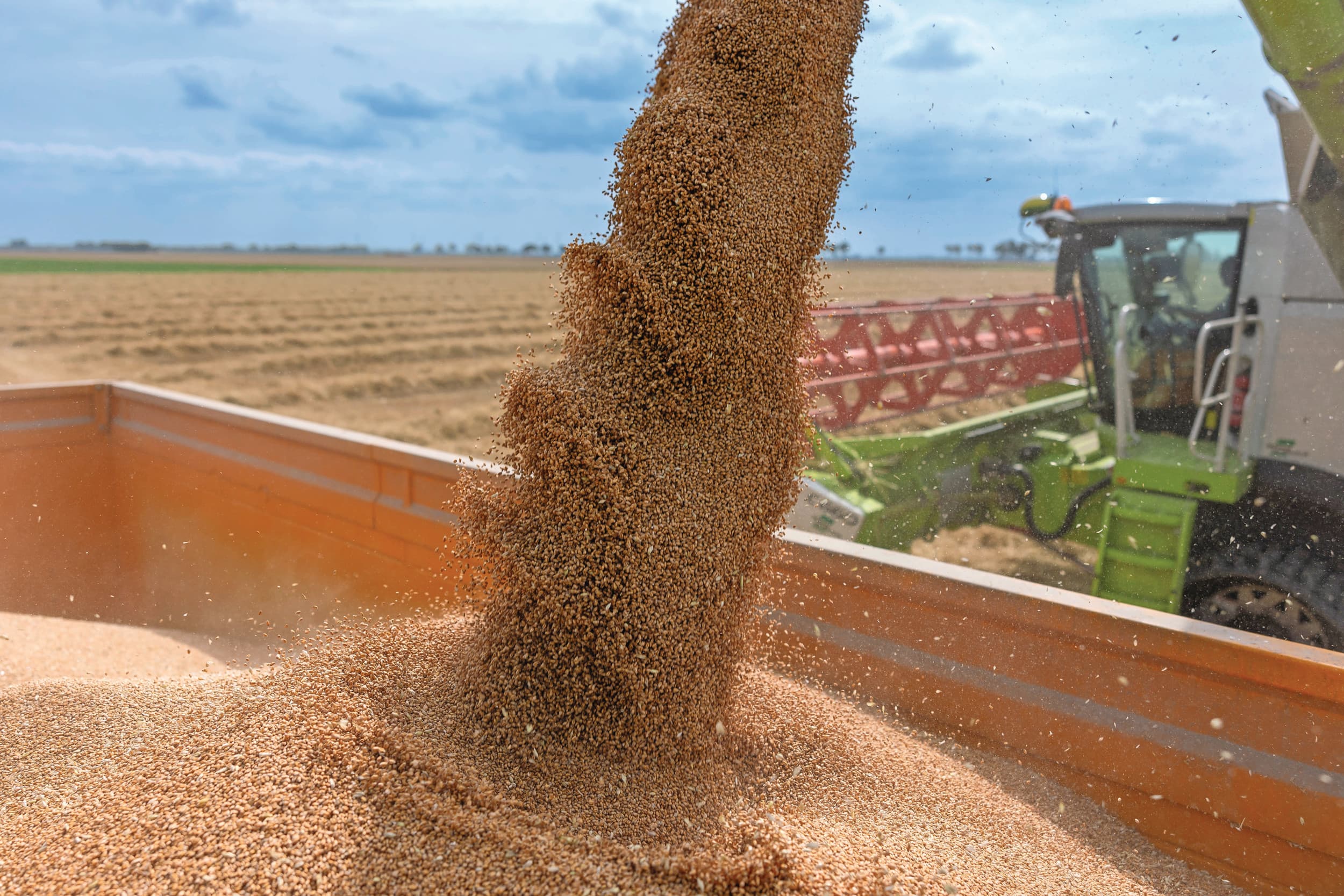 USDA prognose tarweproductie