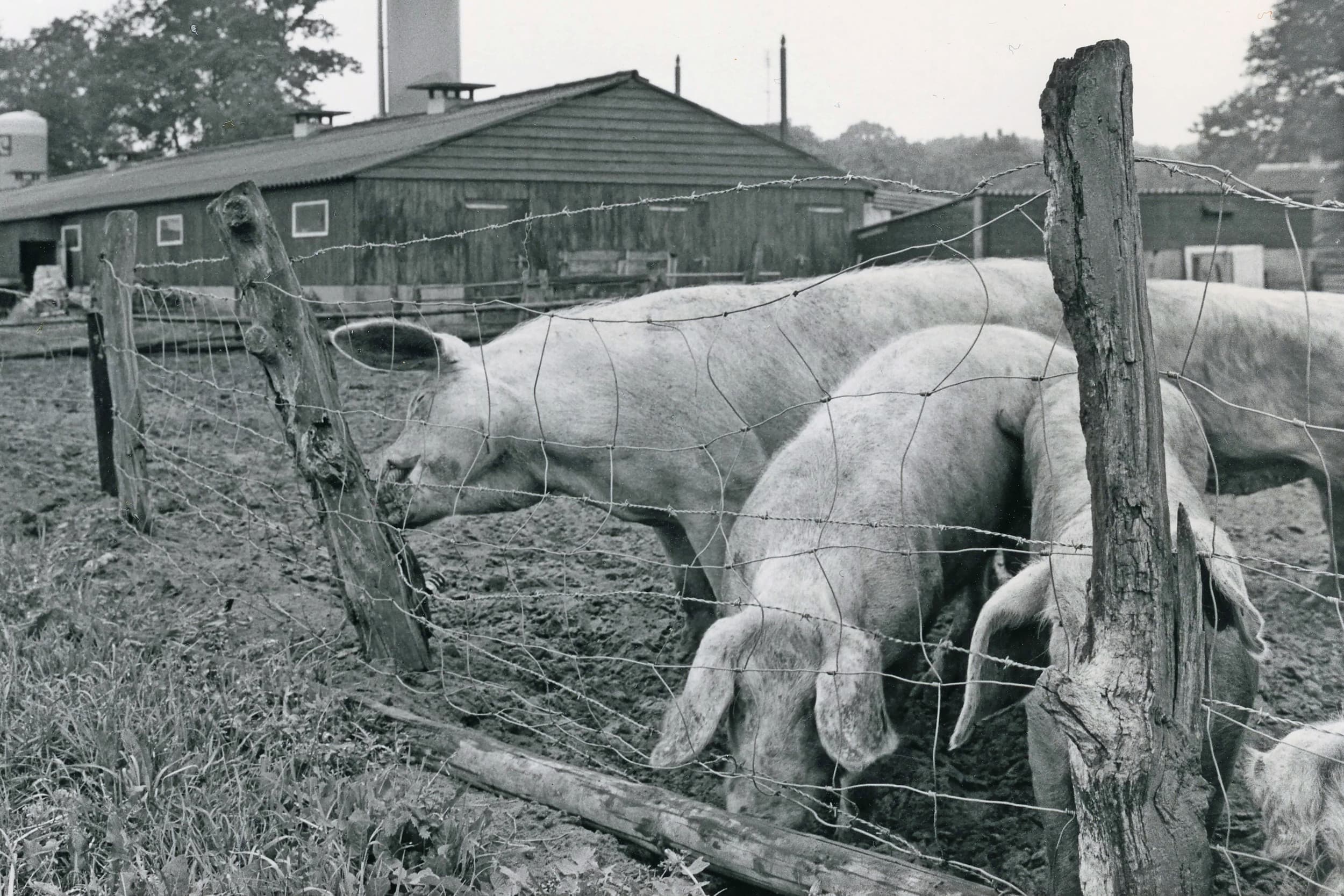 Zeugen in de wei, dat was in de jaren vijftig nog heel gewoon. Tien jaar later was de schaalvergroting al zover doorgezet dat de meeste dieren in stallen werden gehuisvest. Foto: Misset