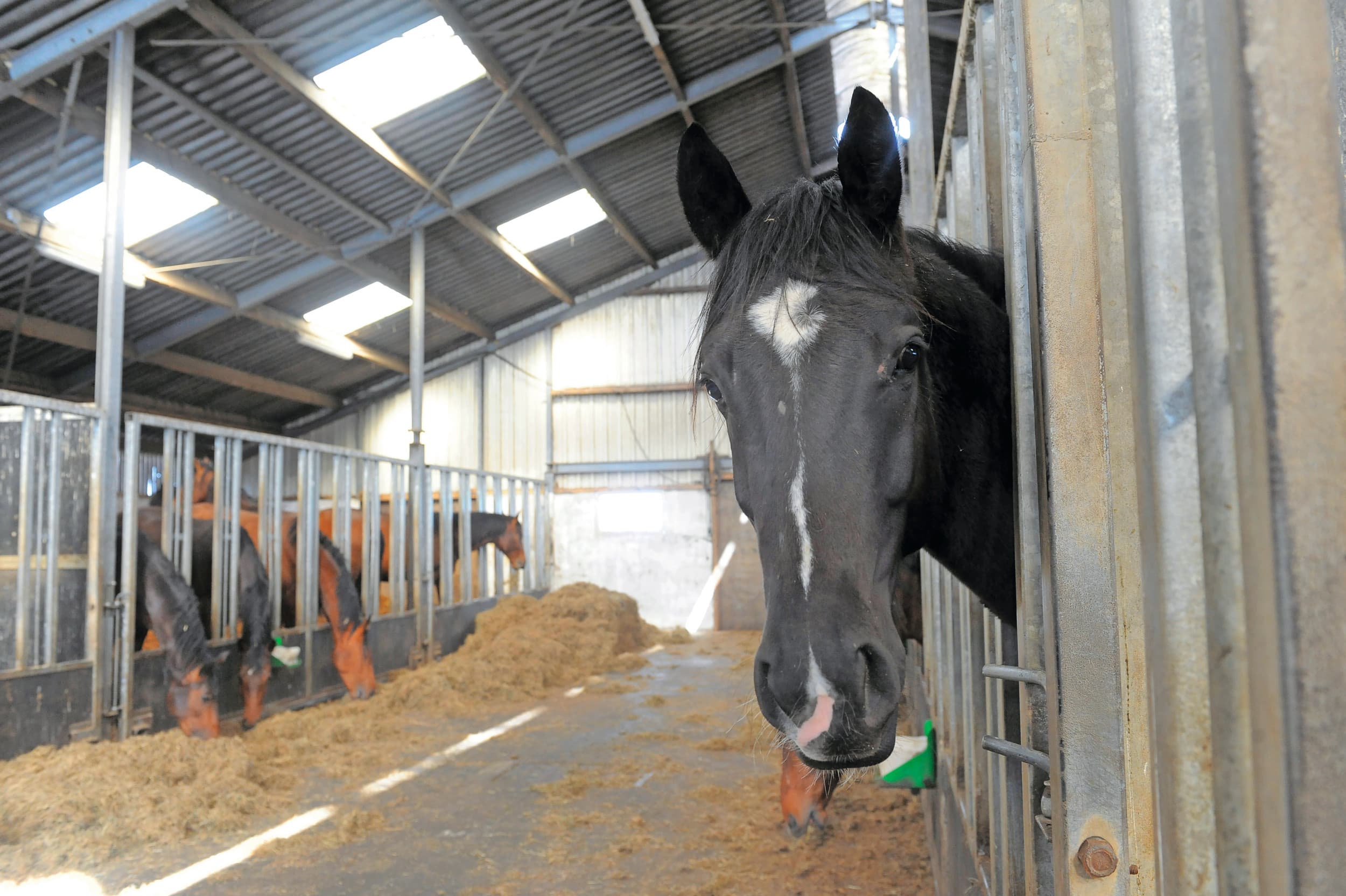 Ook paardenstallen kampen, net als stallen in de veehouderij, met ammoniakvorming en fijnstof. Foto: Fotopersbureau Dijkstra