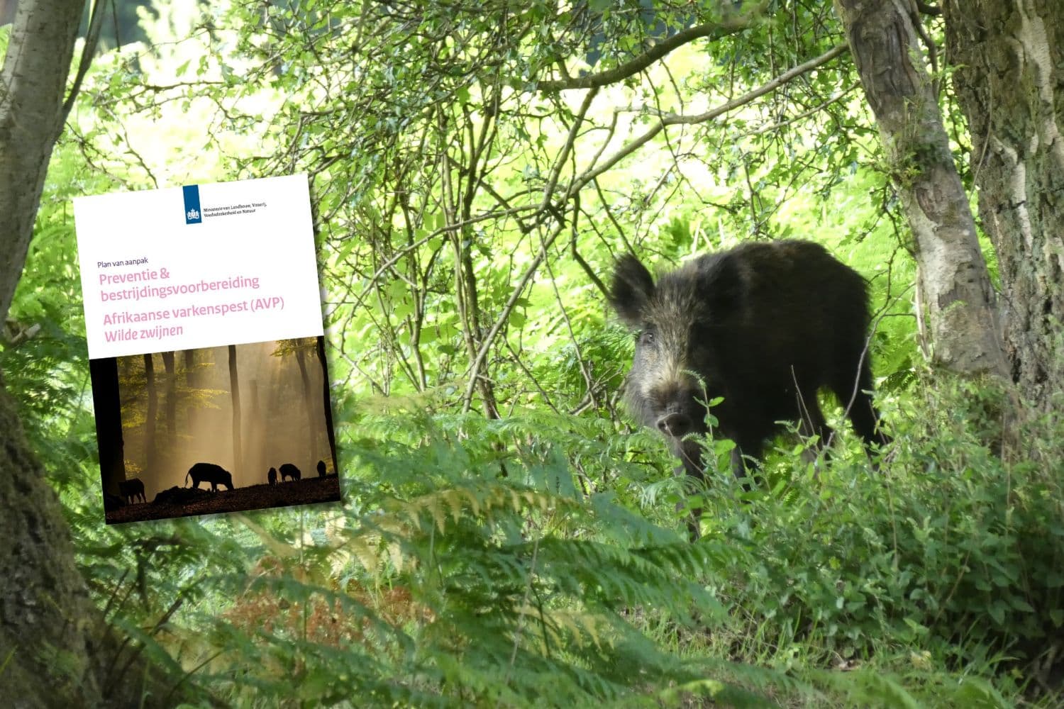 wild zwijn cover plan van aanpak varkenspest