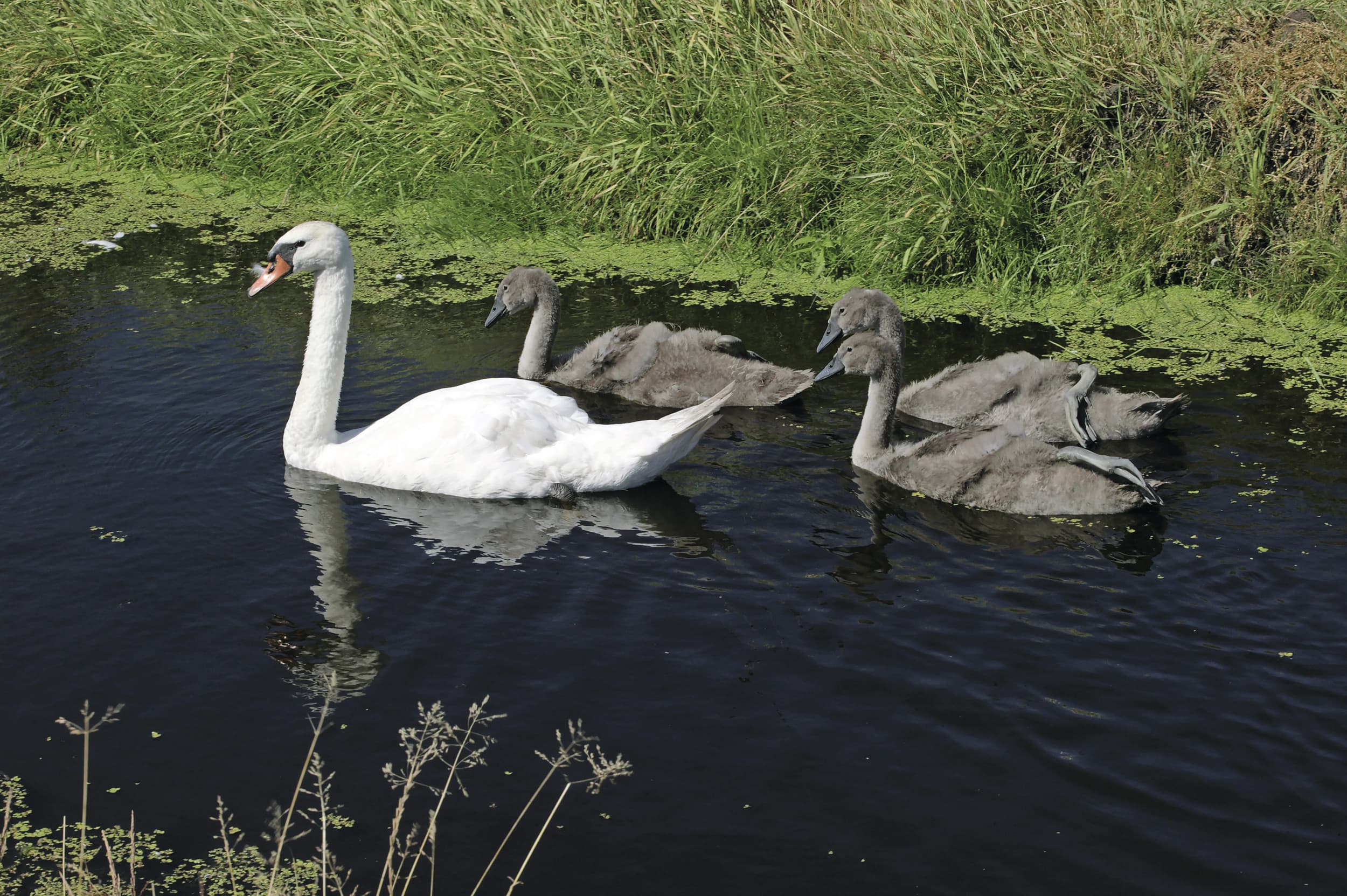 Bij een vogelgriepbesmetting bij een dierenpark gelden andere regels dan bij een infectie bij commerciële productielocaties. Foto: Henk Riswick