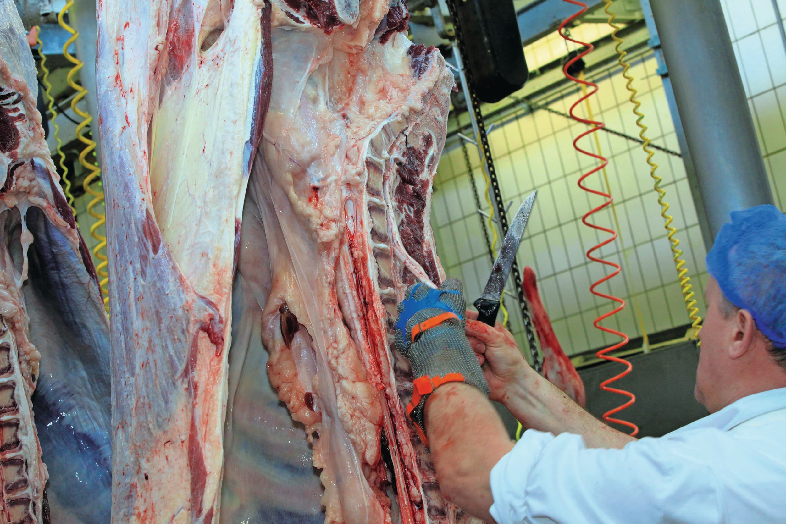 Een besmetting met rundertuberculose wordt vaak pas in het slachthuis vastgesteld. Foto ter illustratie. Foto: Henk Riswick